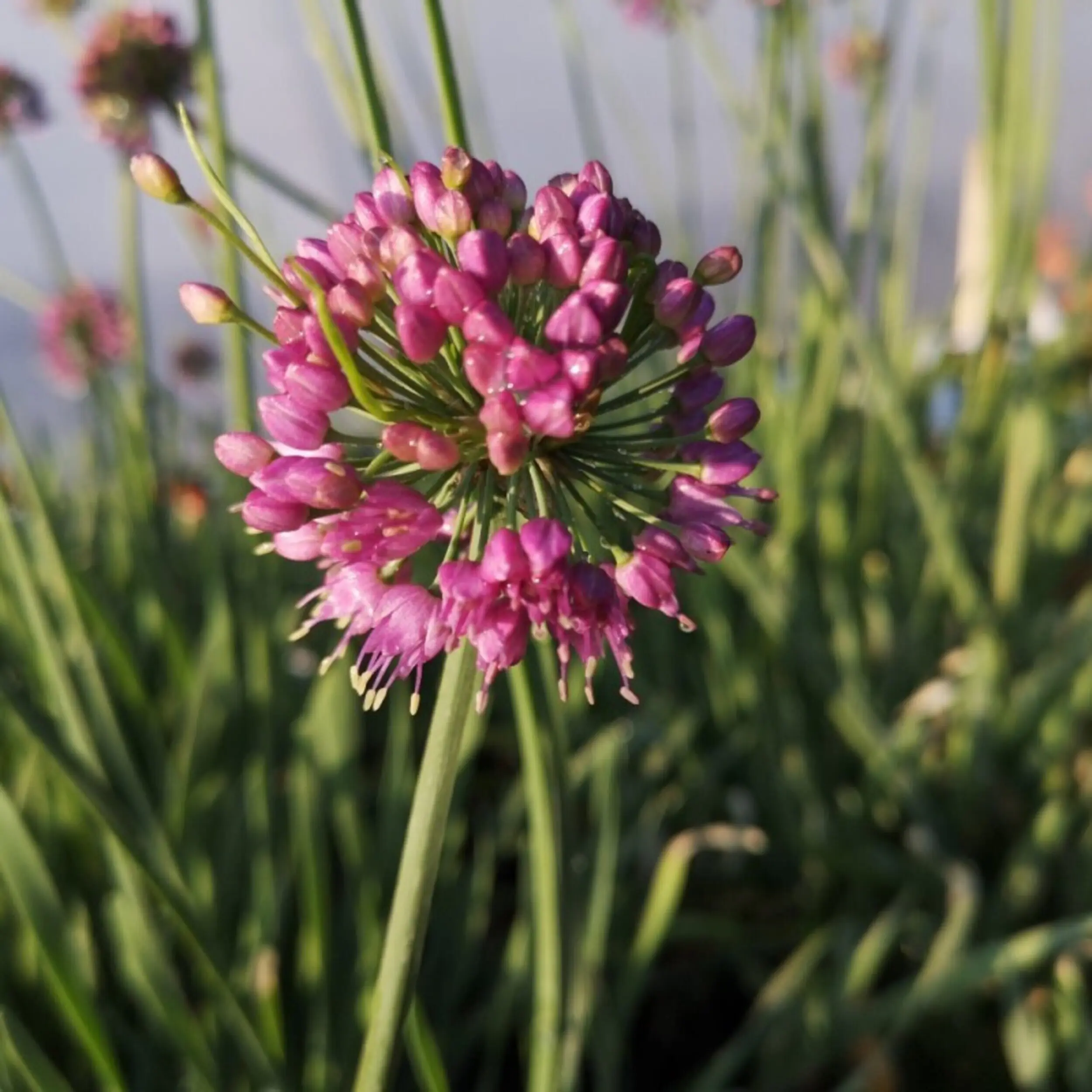 Allium Zierlauch 30 - 40 cm 5 L Container