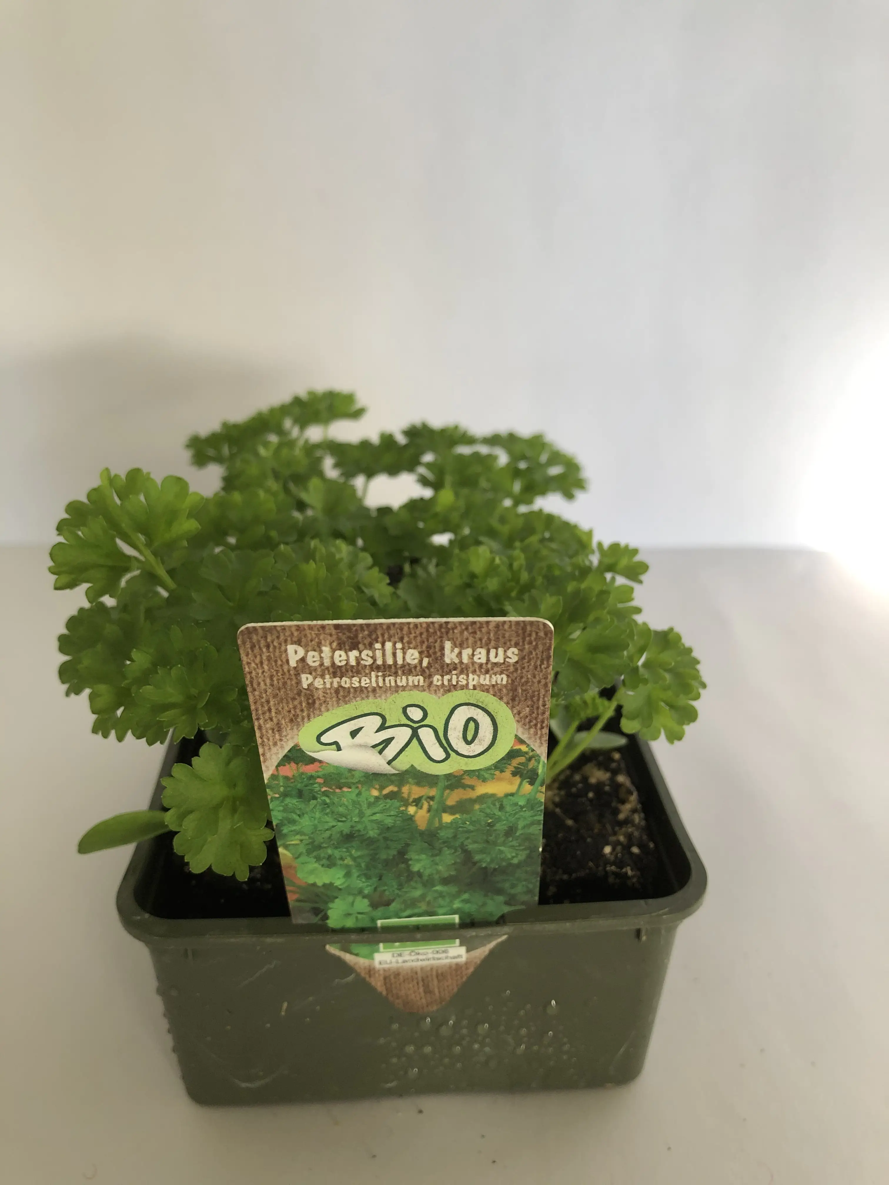 Petersilie krause 6 er Schale