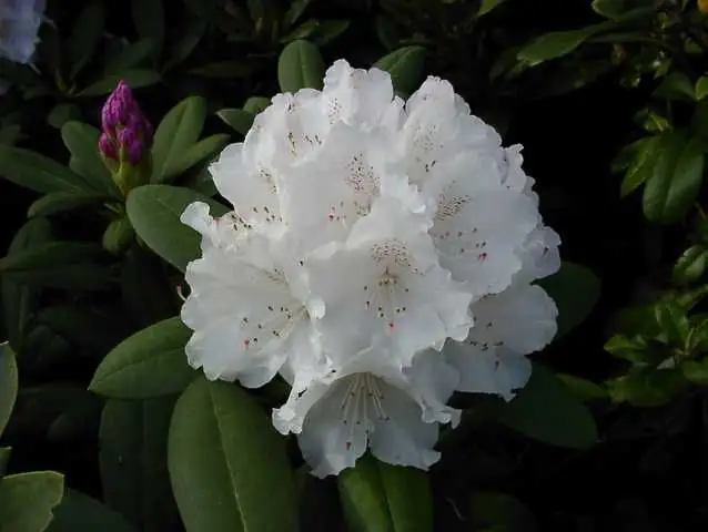 Rhododendron PG II + III Liebhaber weiß 5 l Container
