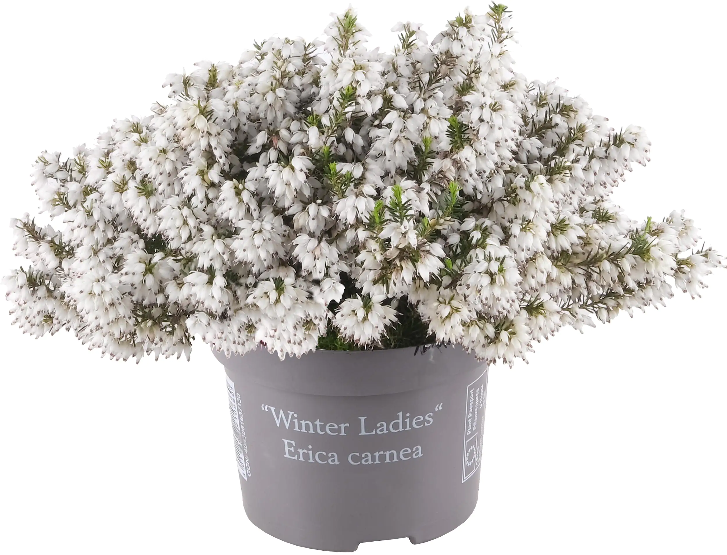 Erica Winter Beauties 11 cm Topf Erica Winter Beauties 11 cm Topf