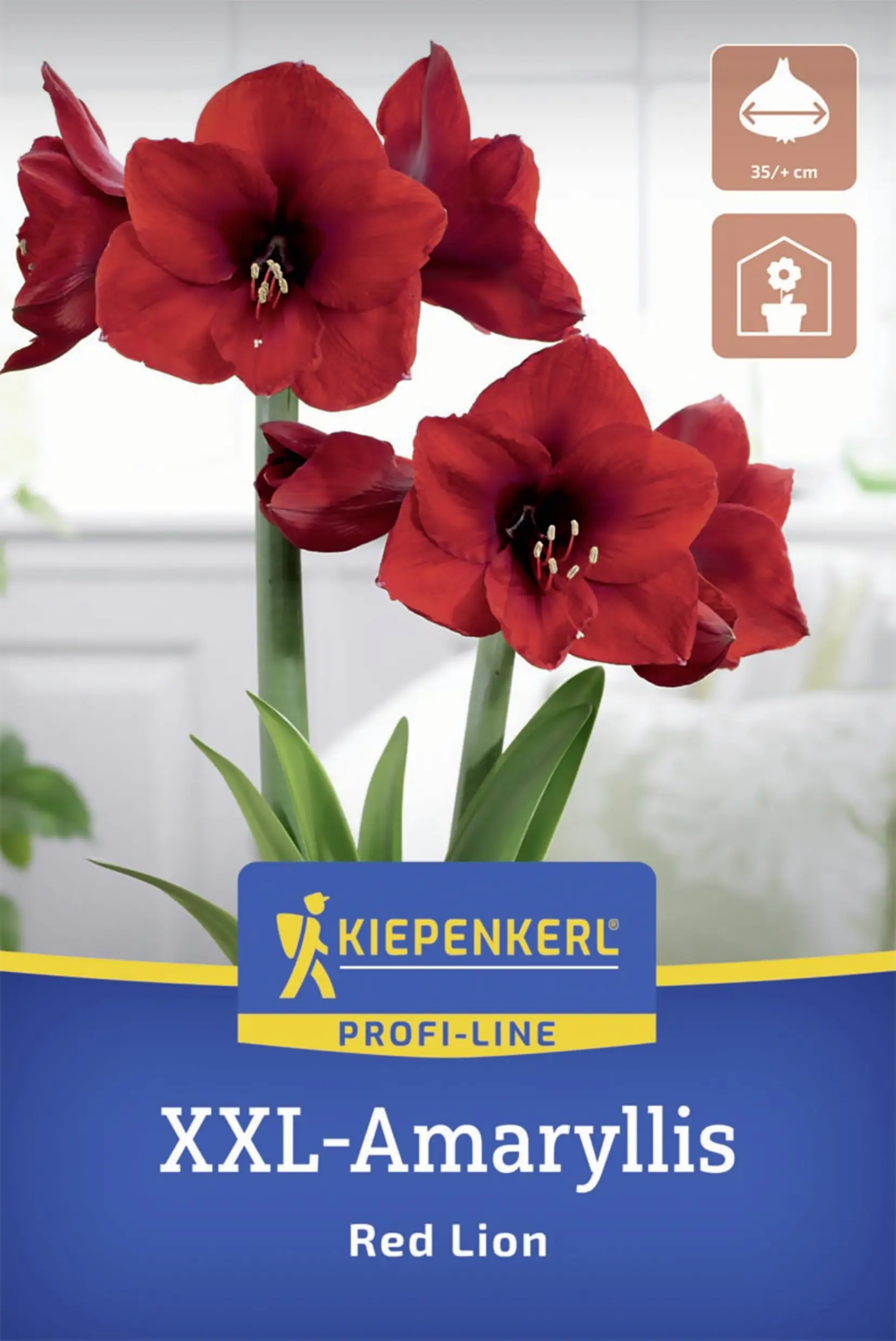 Kiepenkerl Amaryllis Red Lion rot 1 Stück
