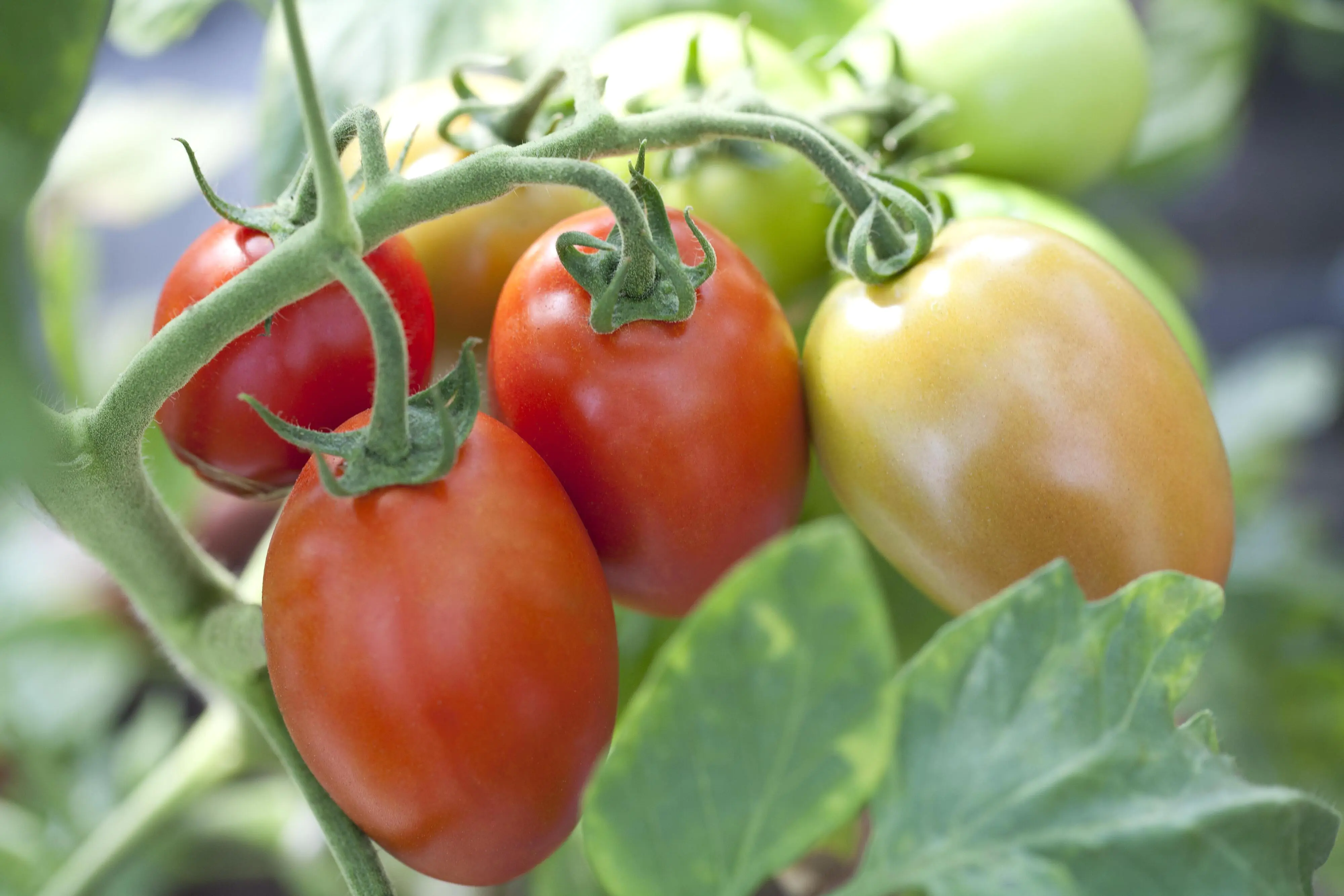 Eiertomaten krautfäuleresistent 10,5 cm Topf