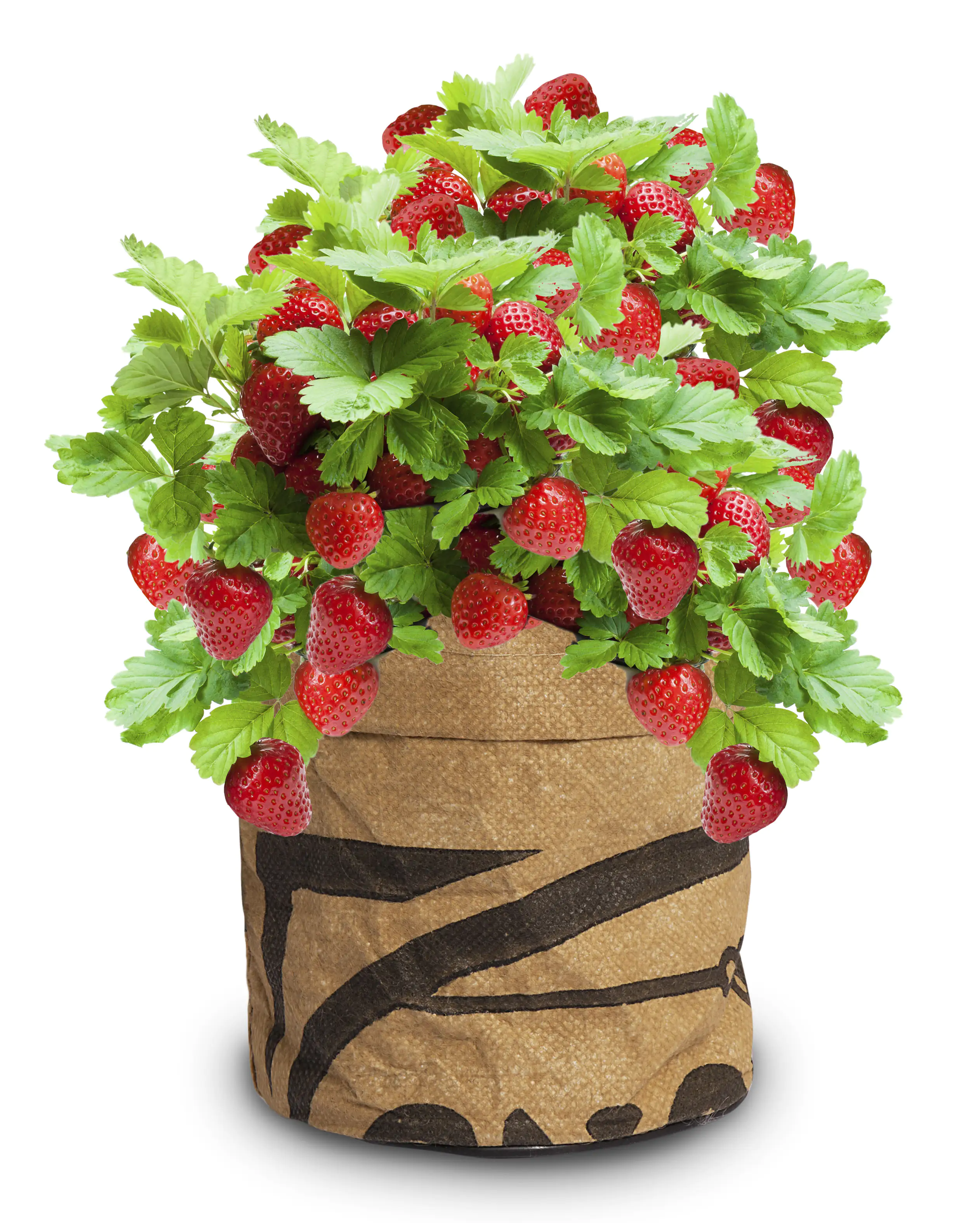 Baza Seeds Kitchengarden saftige Erdbeere Baza Seeds Kitchengarden saftige Erdbeere