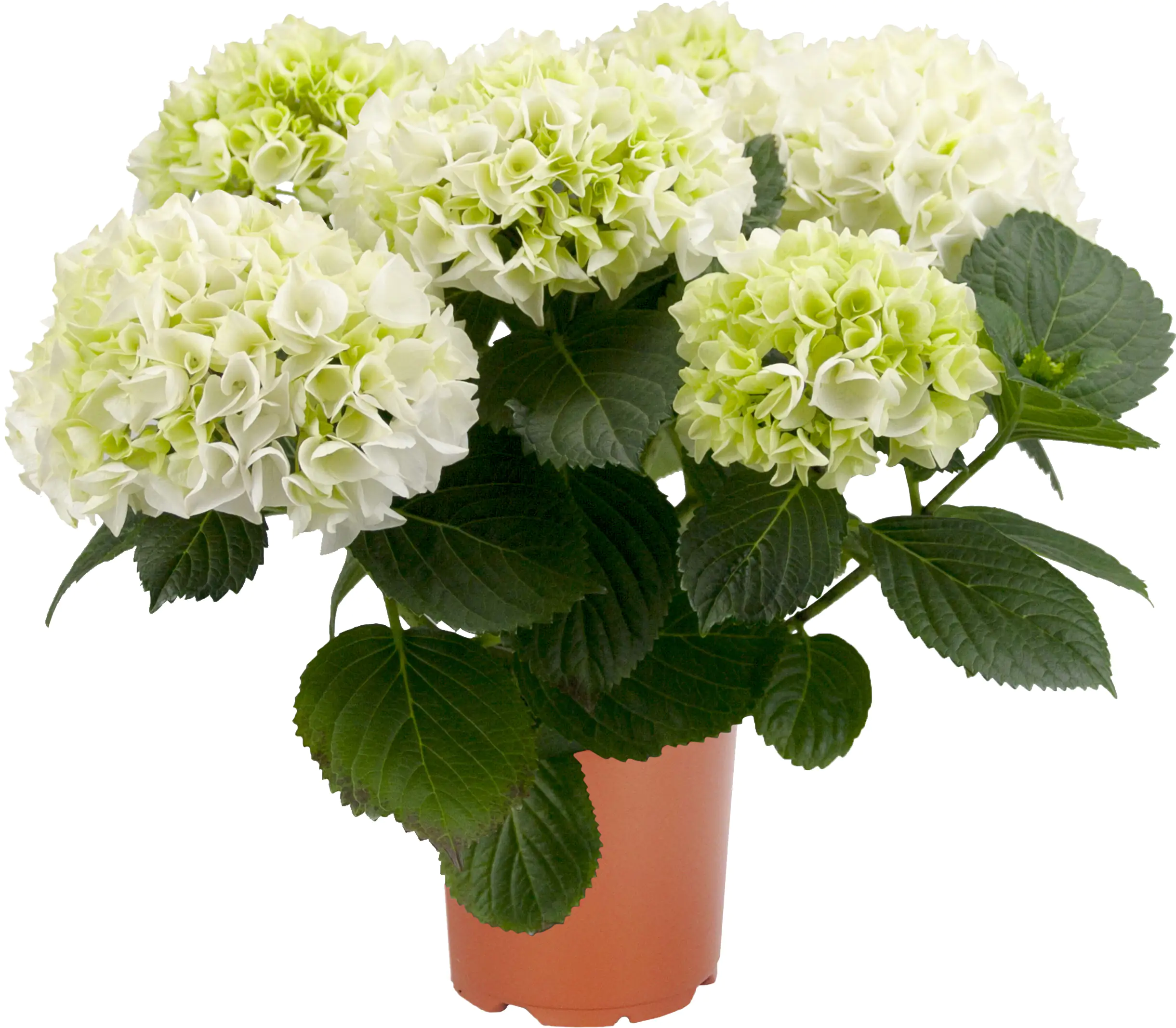 Hortensie Hydrangea Ø 35 - 40 cm 13 cm Topf