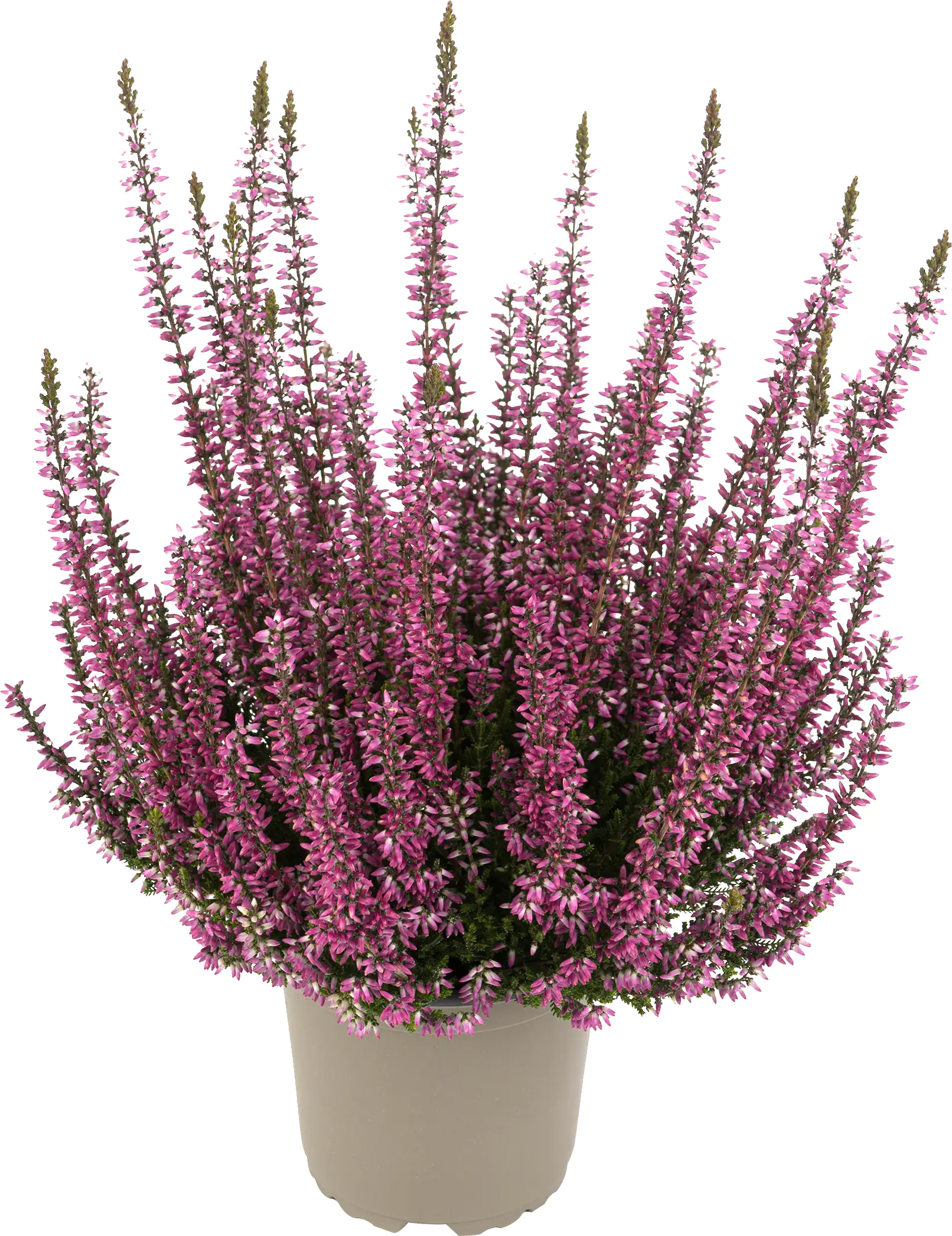 Heidekraut Calluna Garden Girls Uni 11 cm Topf Heidekraut Calluna Garden Girls Uni 11 cm Topf