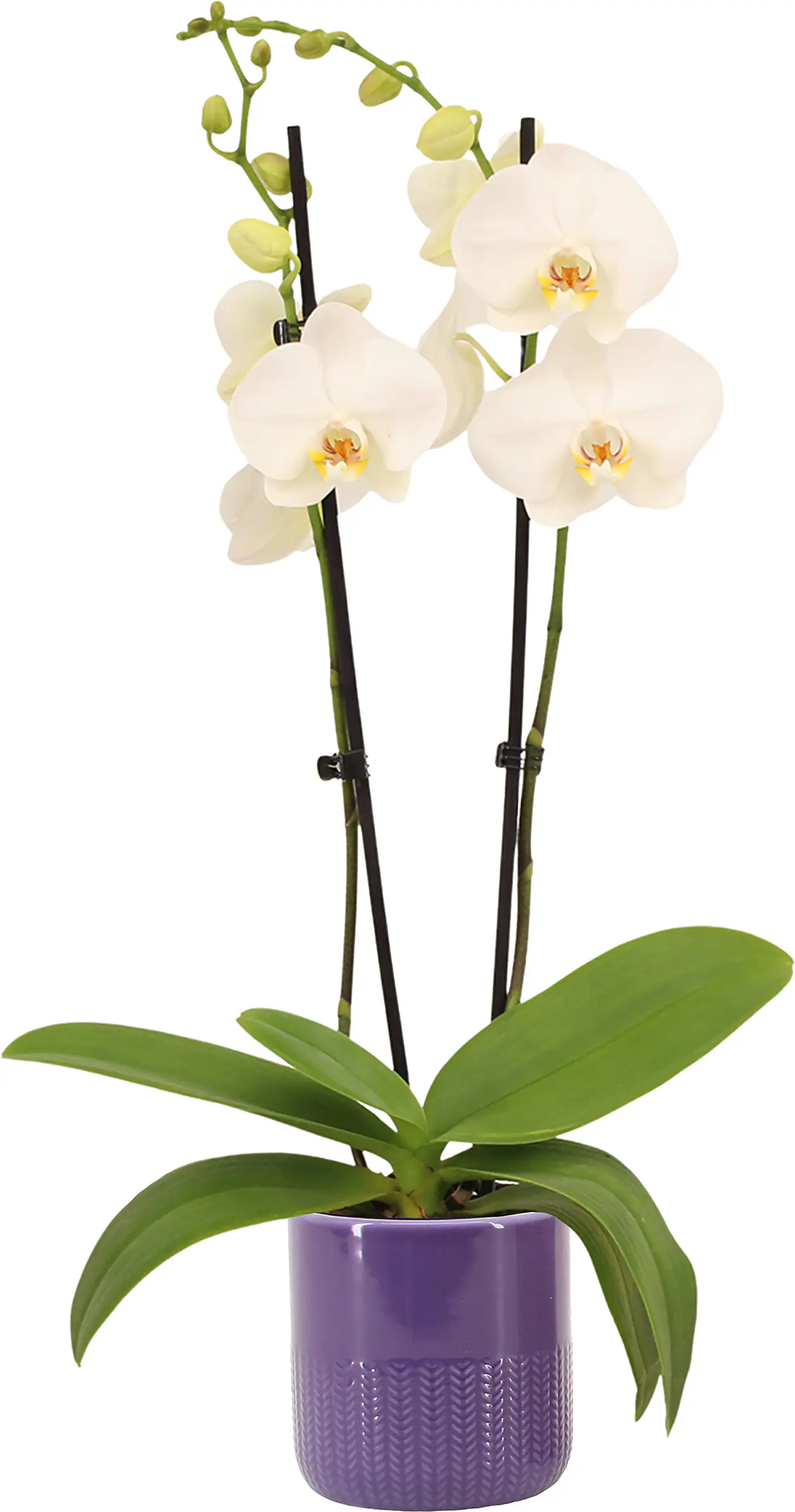 Orchidee Phalaenopsis 2 Trieber mit 12 cm Keramiktopf