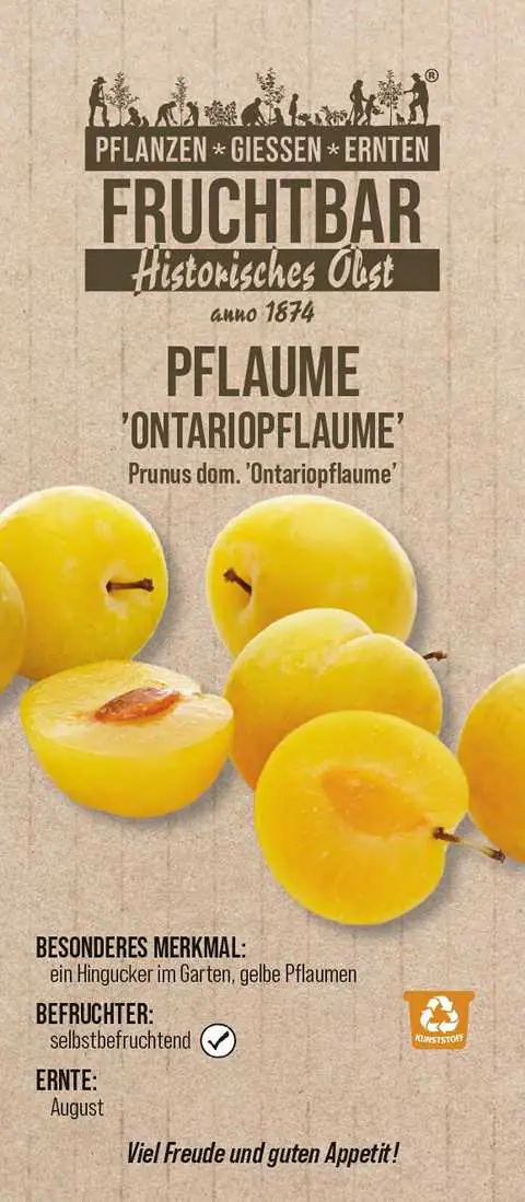 Stadt Ernte Bio Obstbaum Pflaume Ontariopflaume H 150 cm 29 cm Topf Stadt Ernte Bio Obstbaum Pflaume Ontariopflaume H 150 cm 29 cm Topf
