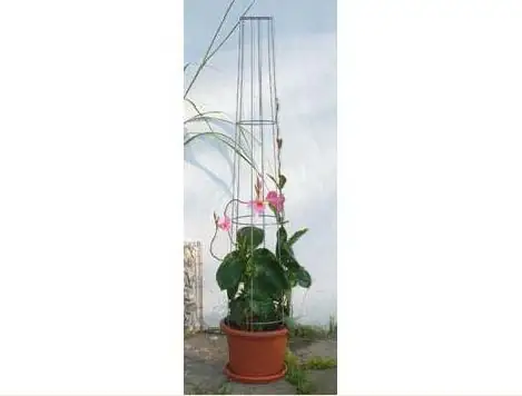 Bellissa Ranksäule Aktion 130cm 130 cm hoch