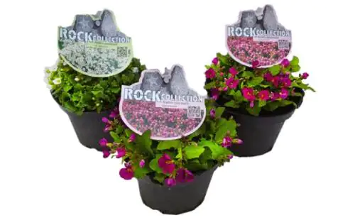 Gänsekresse Arabis caucasica H 5 20 cm 13 cm Topf kaufen Globus