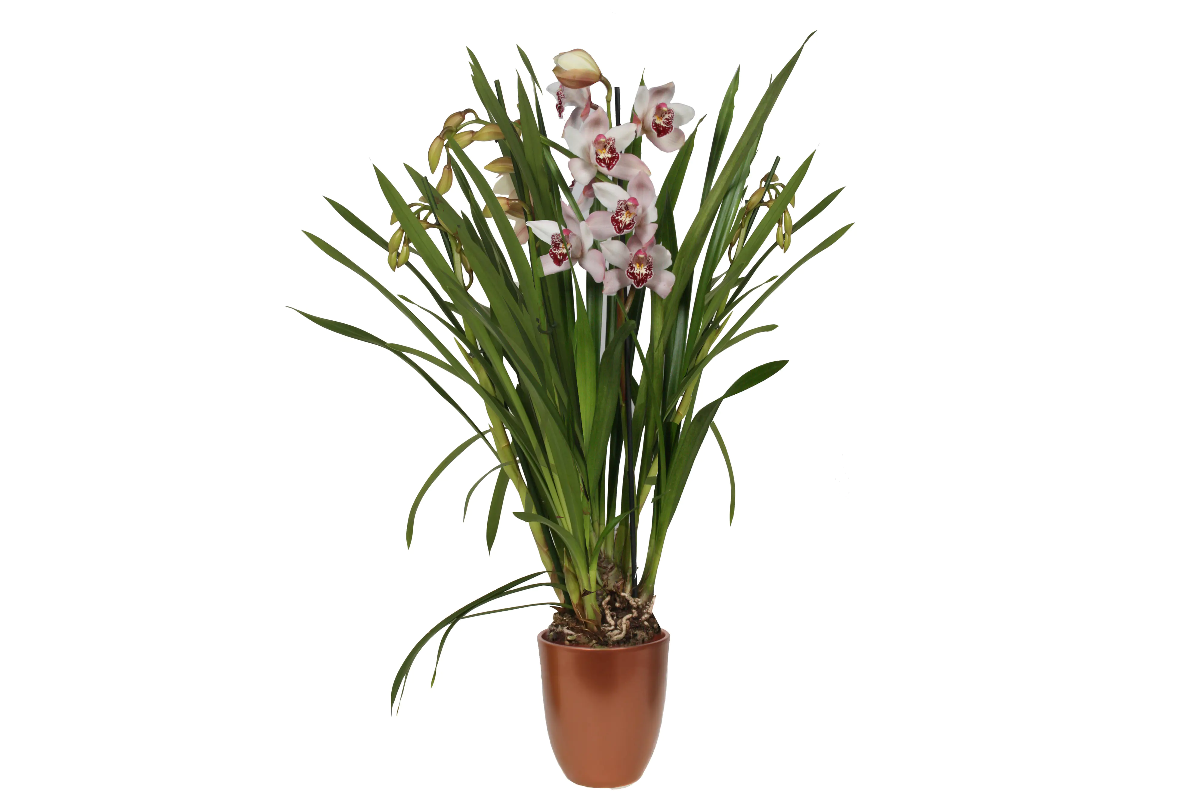 Orchidee, Cymbidium im Hugo X-Mas 12 cm Keramiktopf