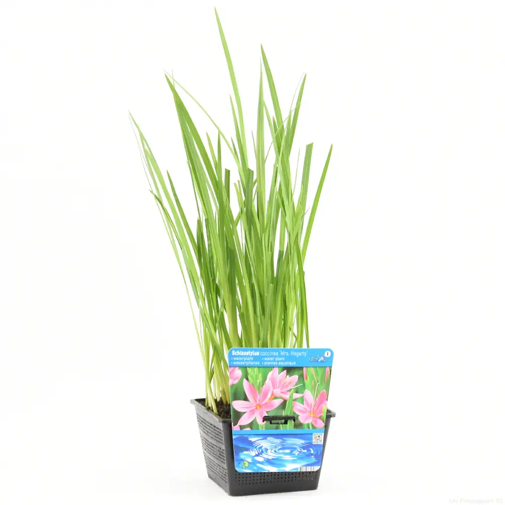 Wasserpflanze Sumpfgladiole 18 cm Topf