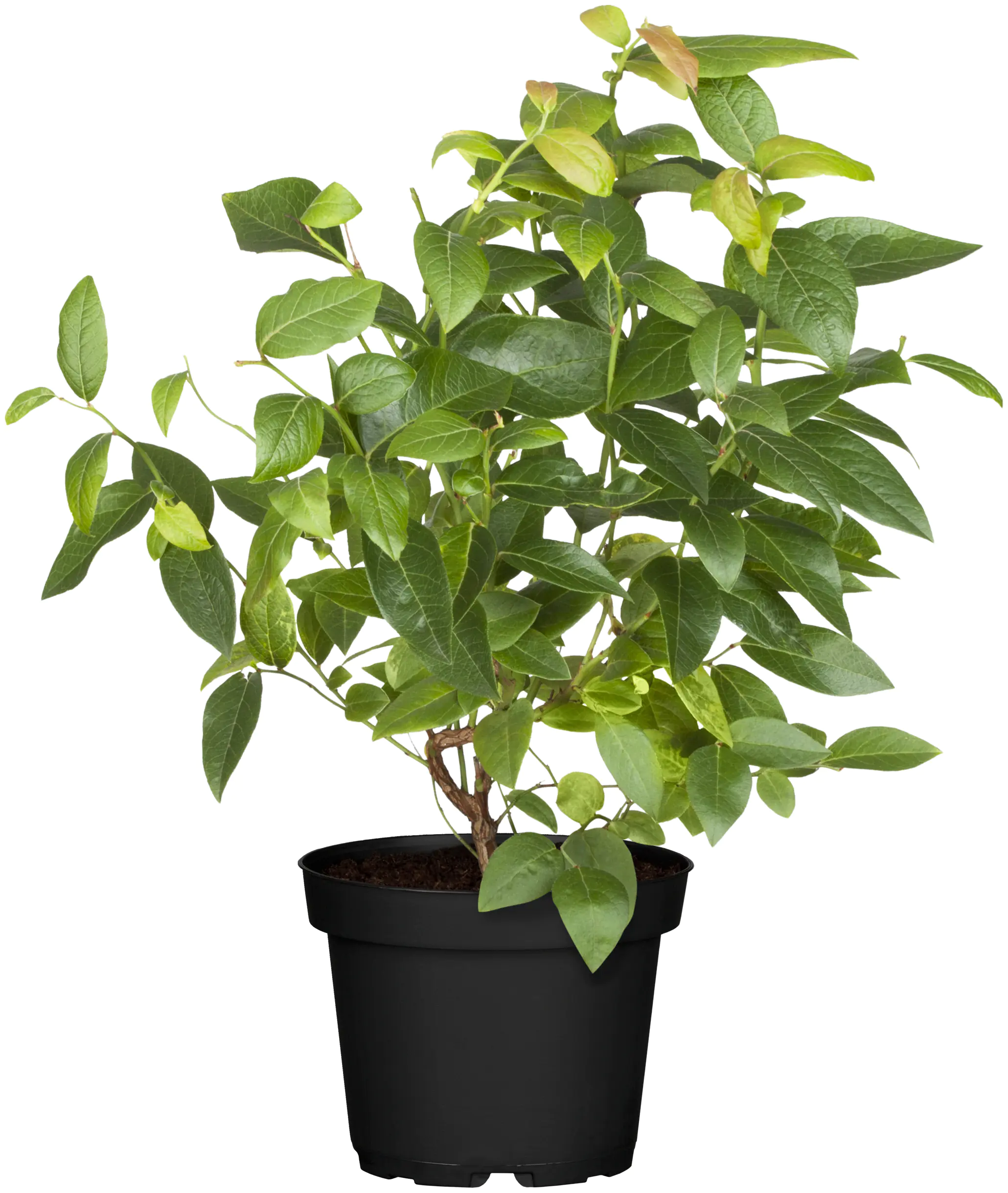 Bio Beerenobst Heidelbeere Vaccinium 3 Liter Topf 