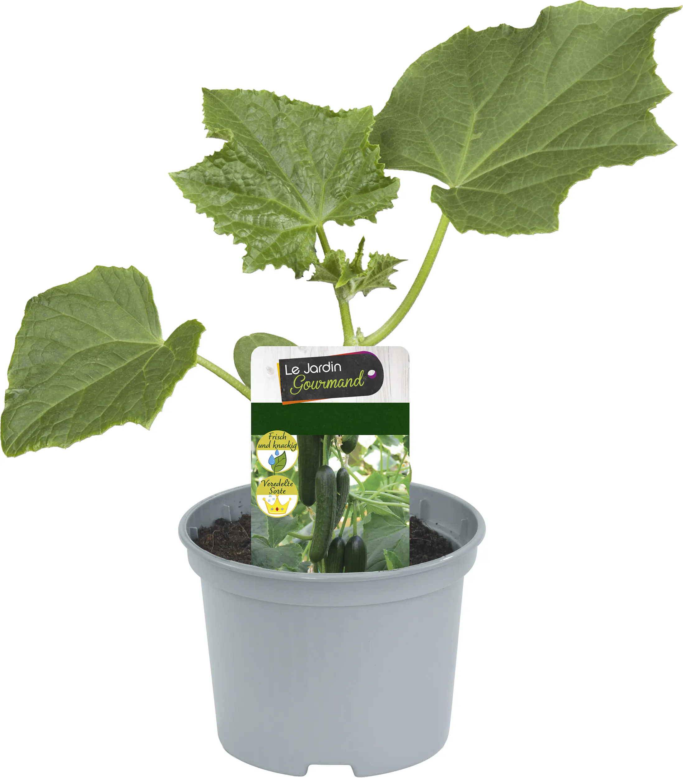 Resistente Gemüsepflanzen Salatgurke Cucumis sativus 12 cm Topf