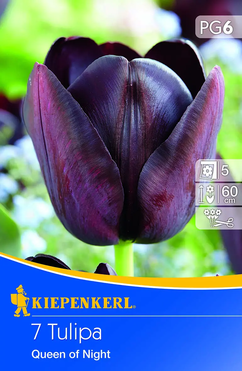 Kiepenkerl einfache späte Tulpe Queen of Night schwarz 7 Stück 