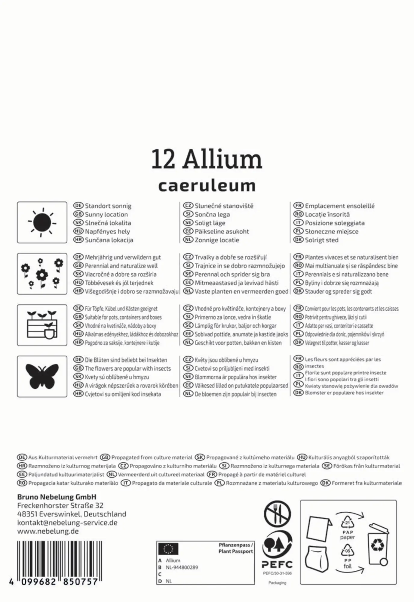 Kiepenkerl Herbstblumenzwiebel Zierlauch Allium caeruleum 12 Stück