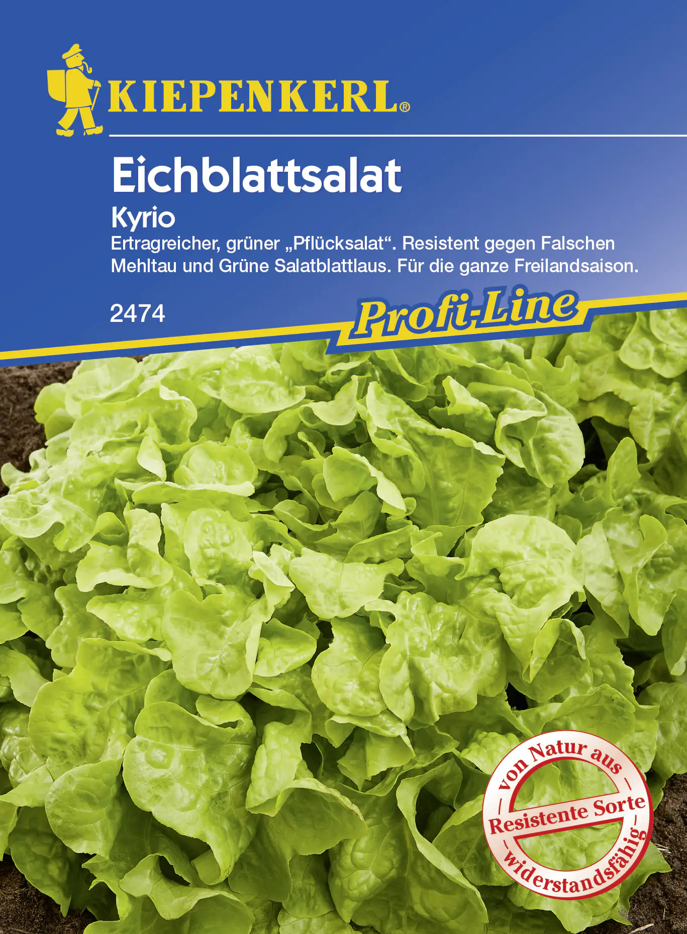 Kiepenkerl Eichblattsalat Kyrio ca. 150 Pflanzen