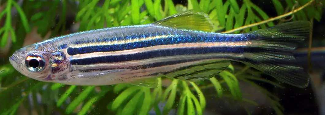 Zebrabärbling Brachydanio rerio
