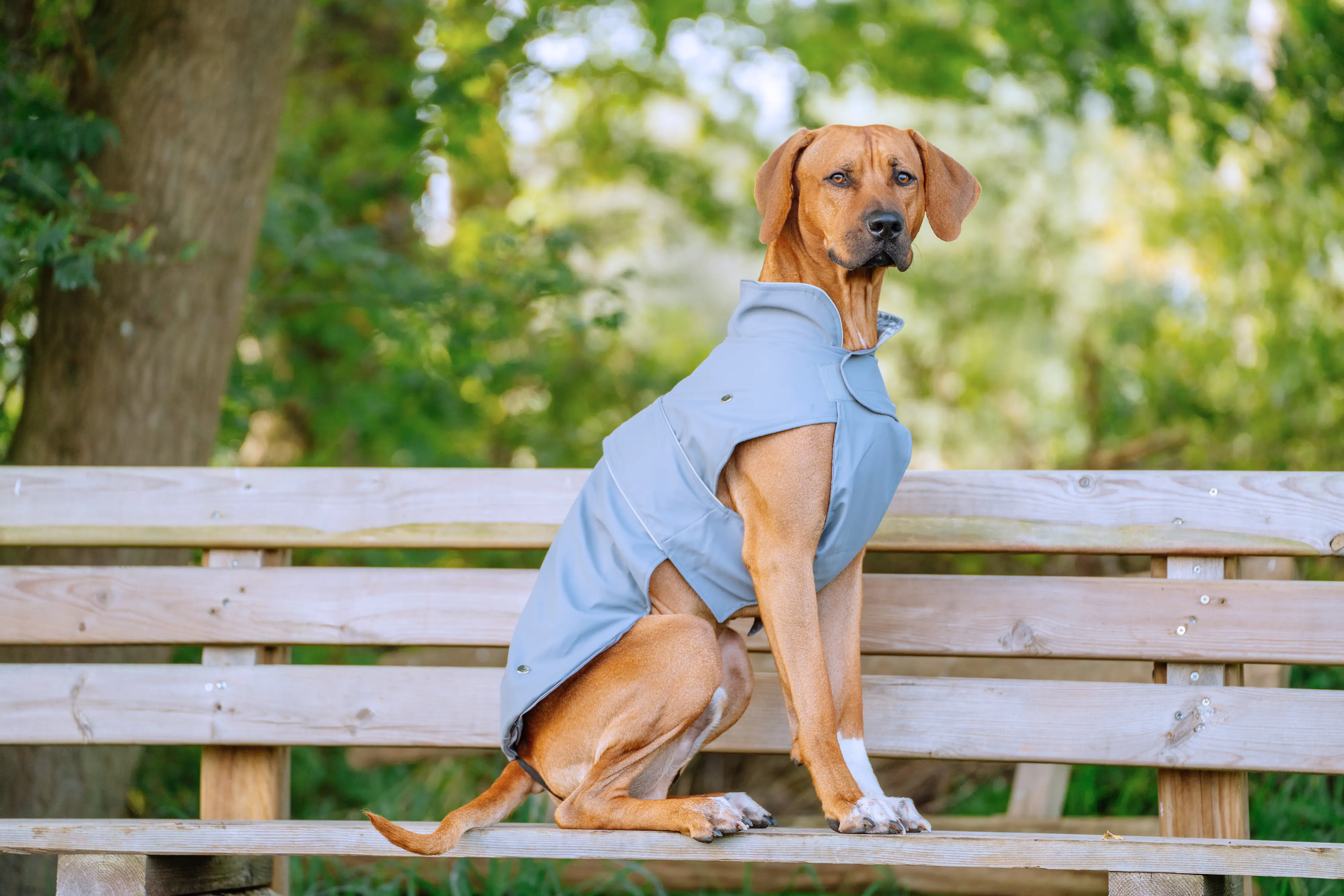 Nobby Hundemantel Sela grau