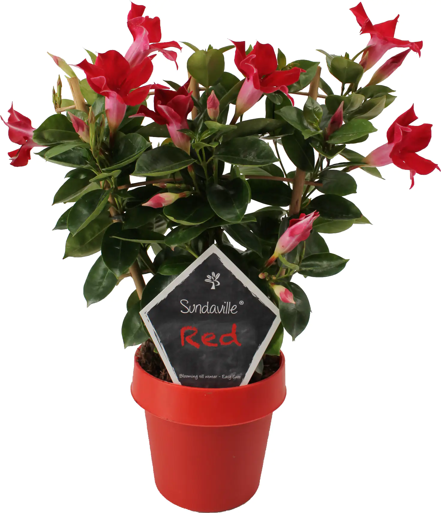 Dipladenia am Spalier H ca 40 cm 14 cm Topf