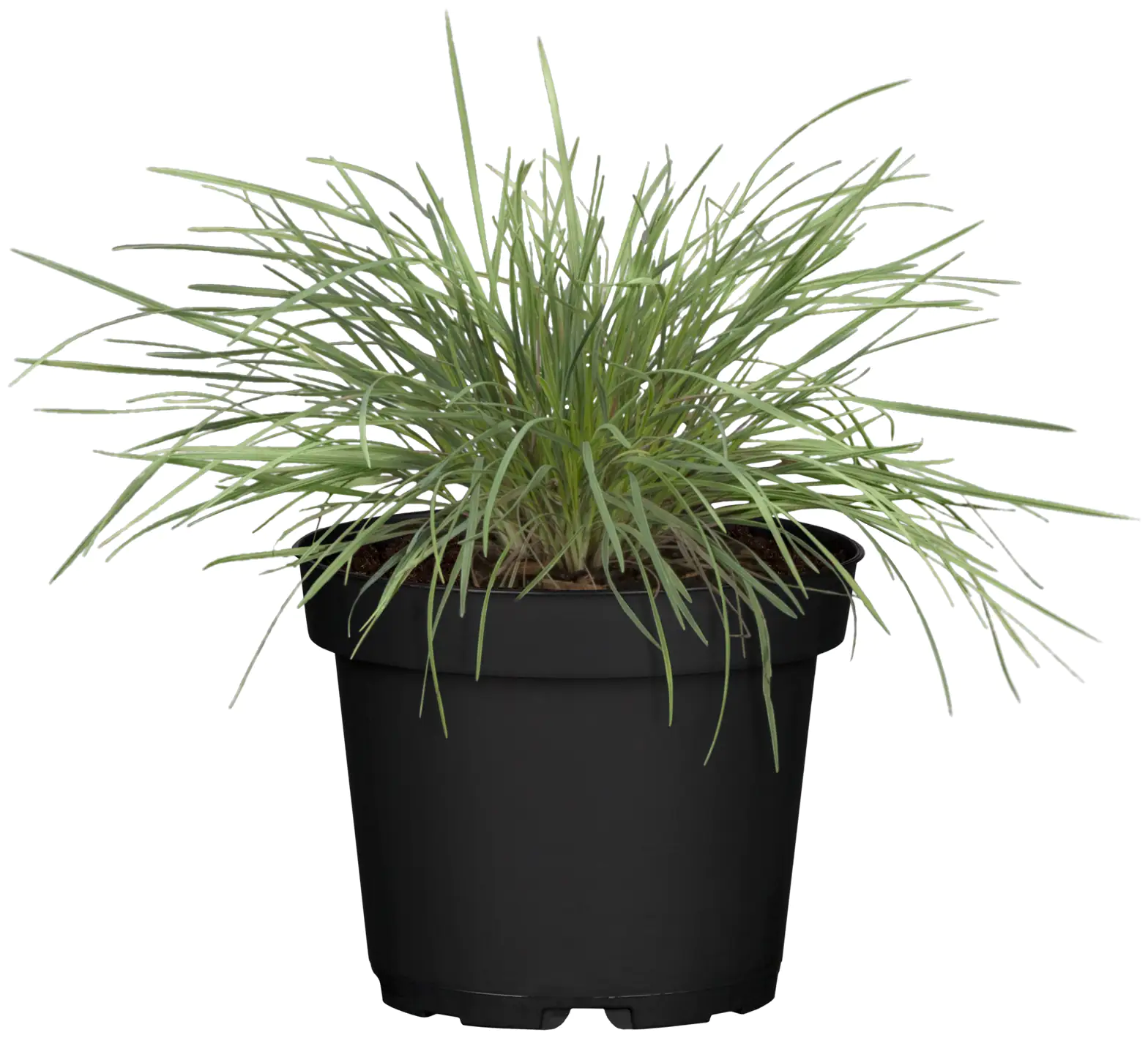 4029395049902_4 Ziergräser H 10-15 cm 11 cm Topf