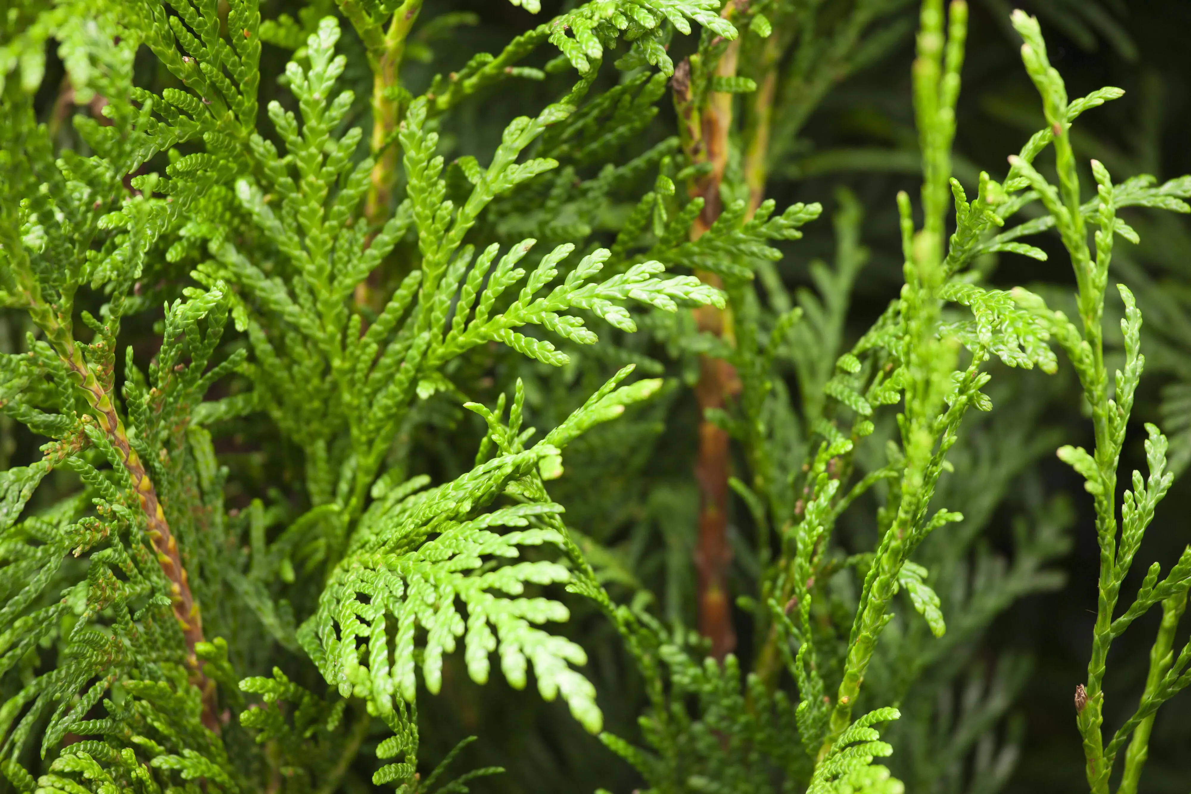 Lebensbaum Thuja plicata Martin H 100 - 120 cm, 20 Stück