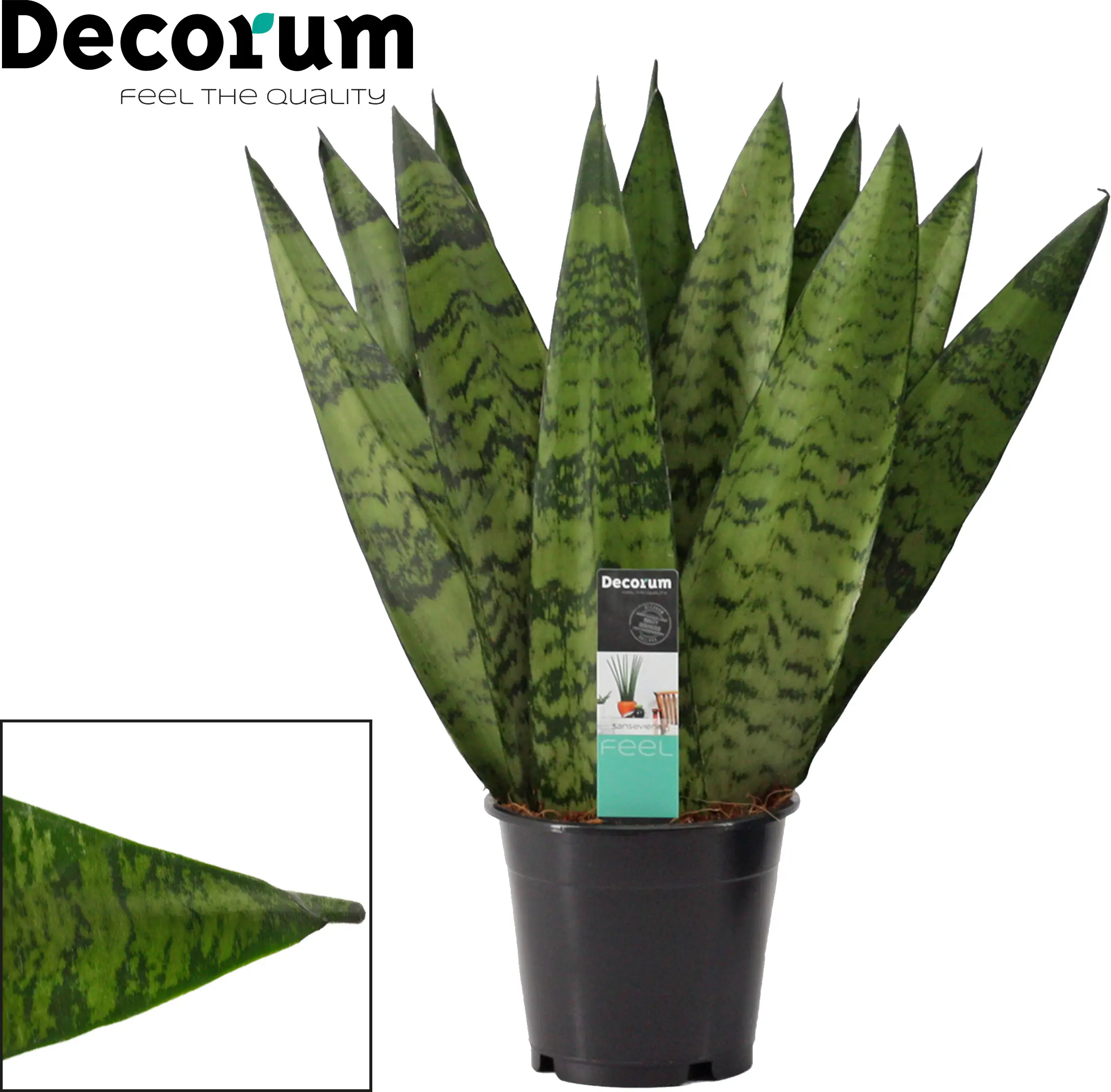 Sondersorten Sansevieria Bogenhanf im 12 cm Topf Sondersorten Sansevieria Bogenhanf im 12 cm Topf