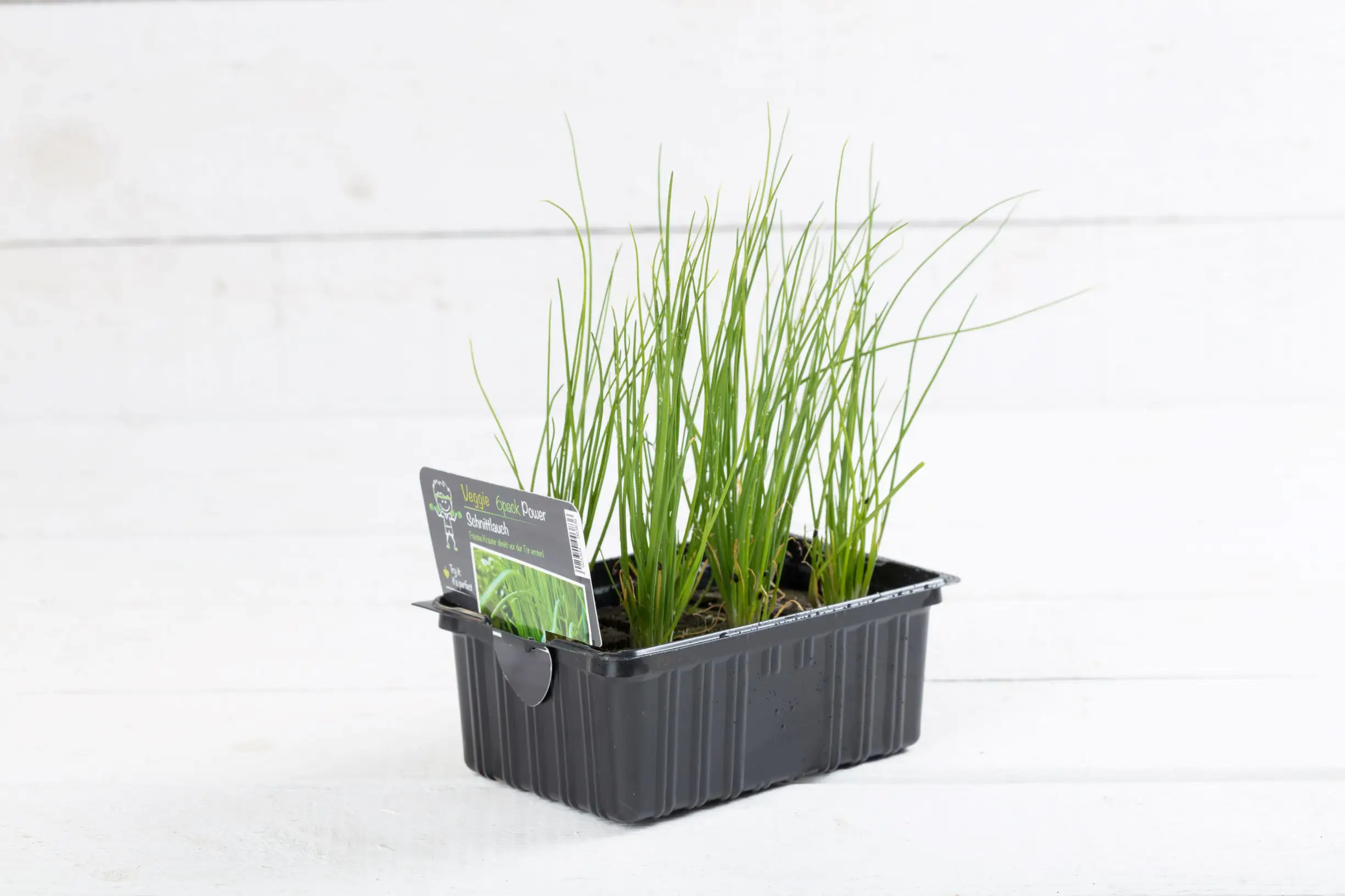 Salat- und Gemüsesetzlinge "Le Jardin Gourmand" Schnittlauch 6er Schale