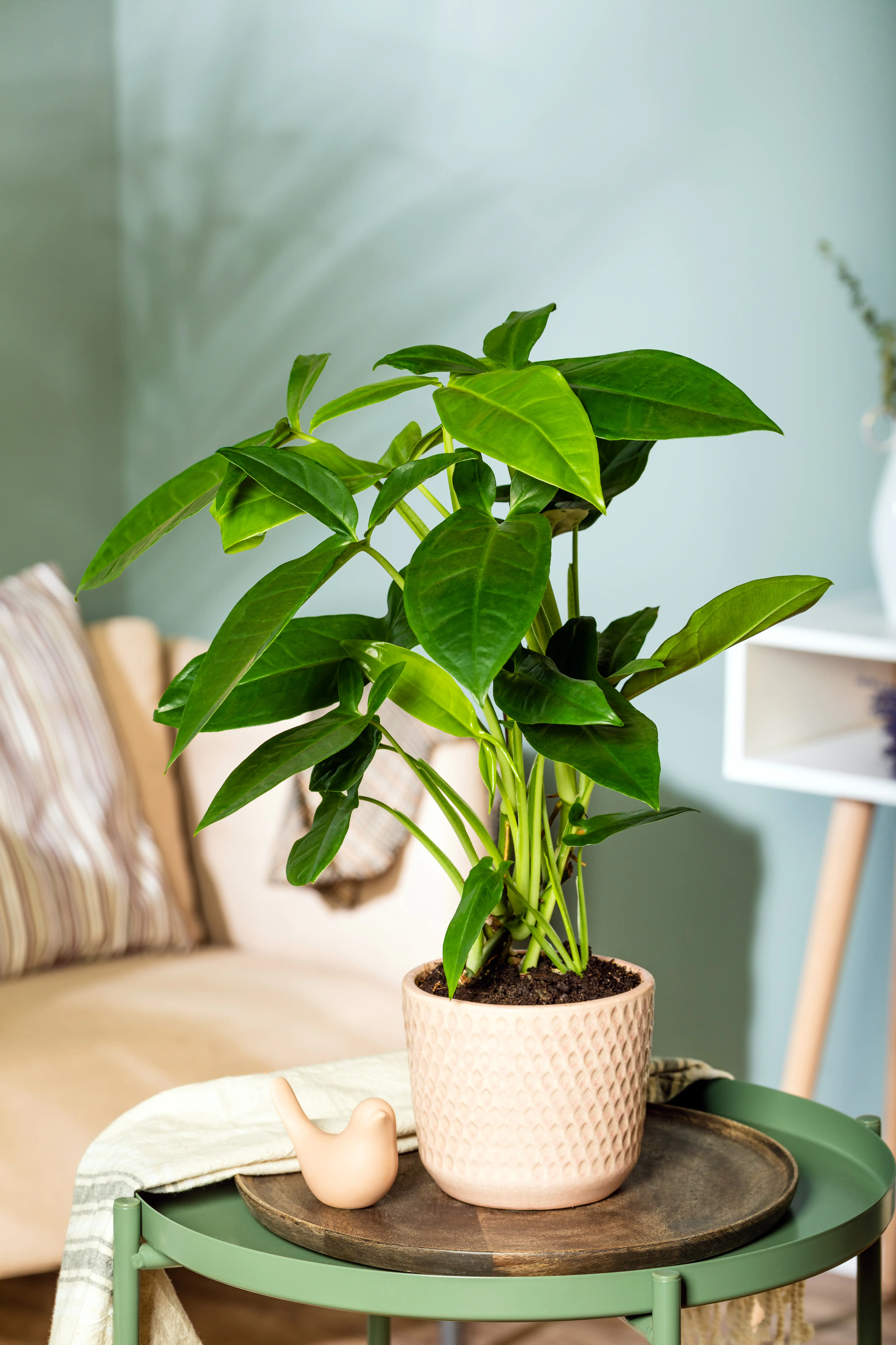 Purpurtute Syngonium podophyllum Trileaf Wonder H ca. 50 cm 15 cm Topf