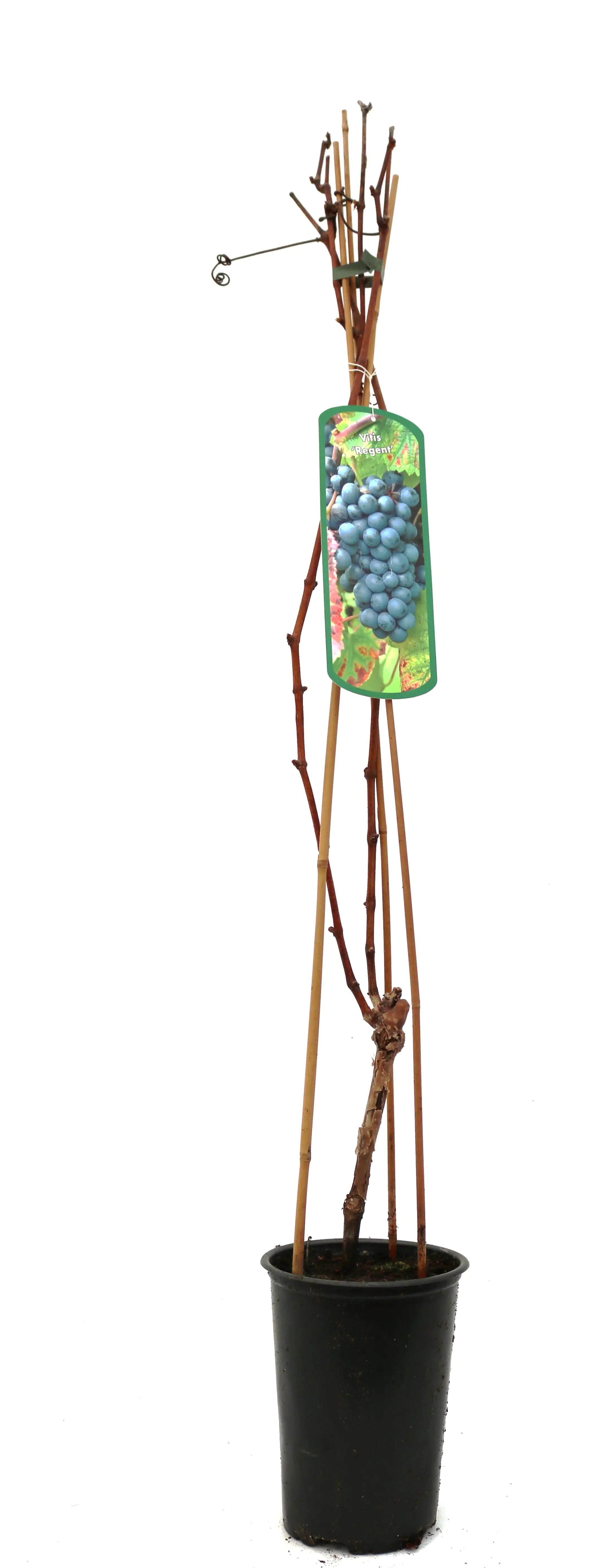 Obststrauch Weintraube blau/rot 3 L Container