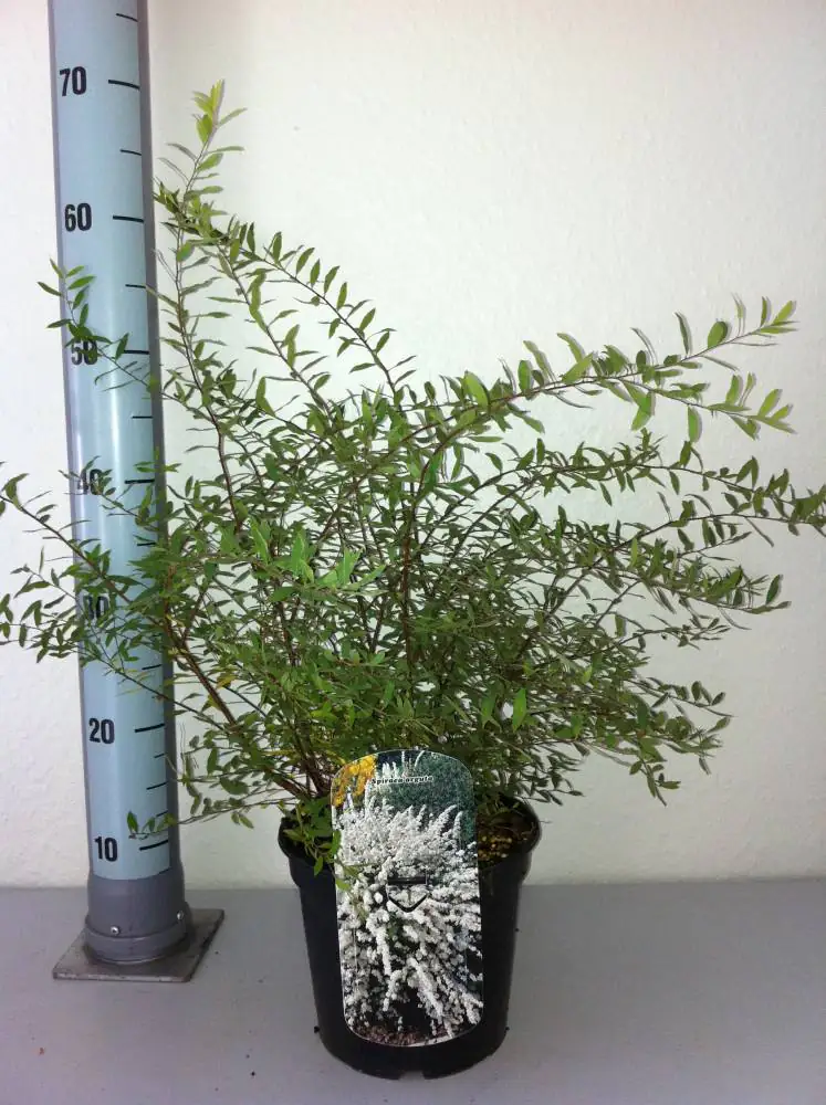 Schneespiere 3 l Container Schneespiere 3 l Container