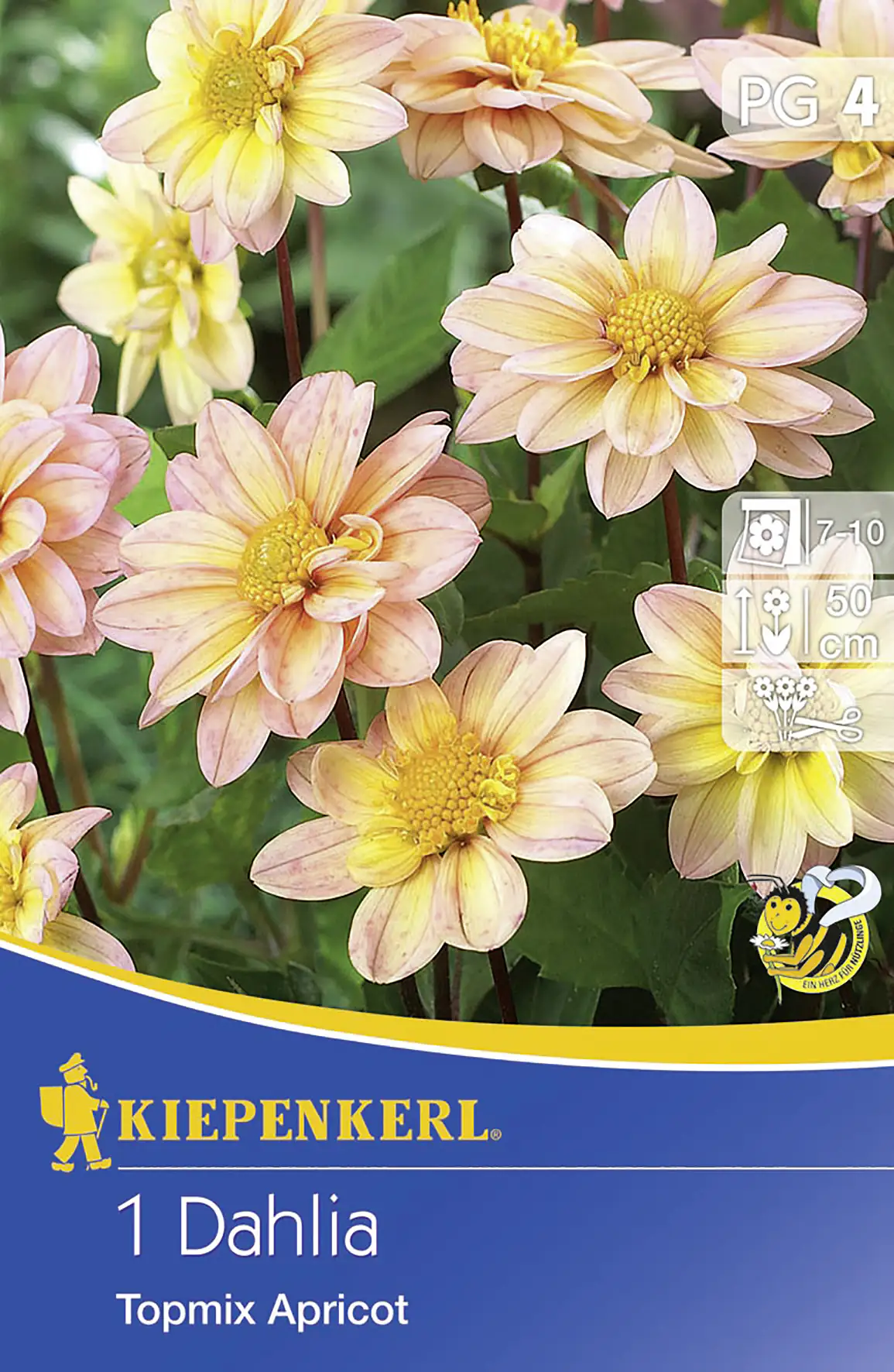 4000159726048 Kiepenkerl Dahlien Topmix Apricot Inhalt: 1 Stück