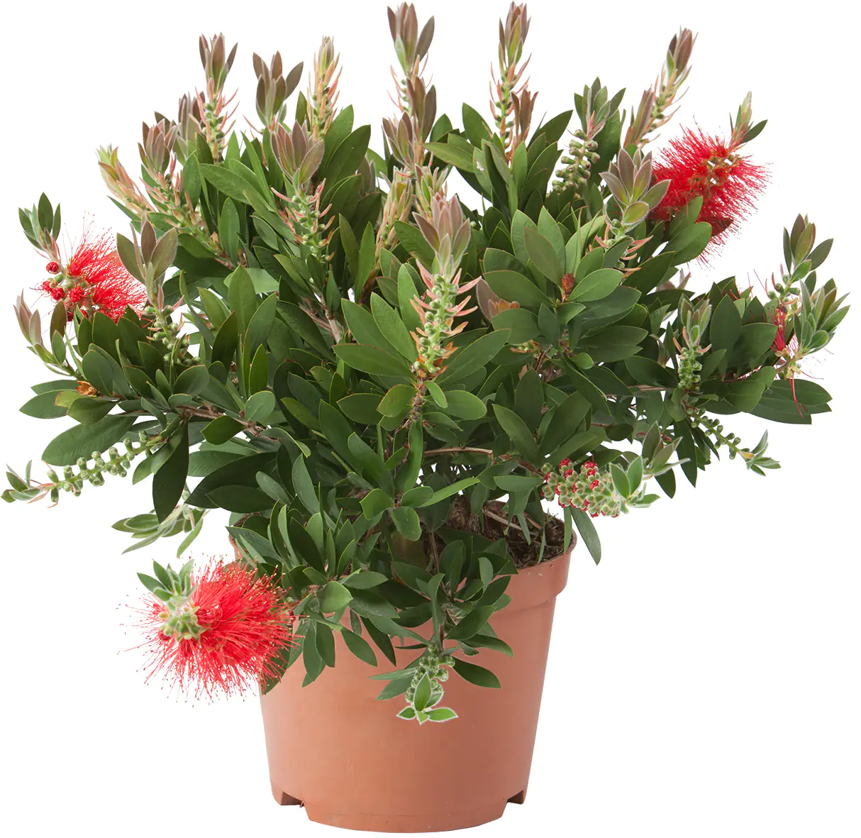 Zylinderputzer Busch Callistemon citrinus 18 cm Topf