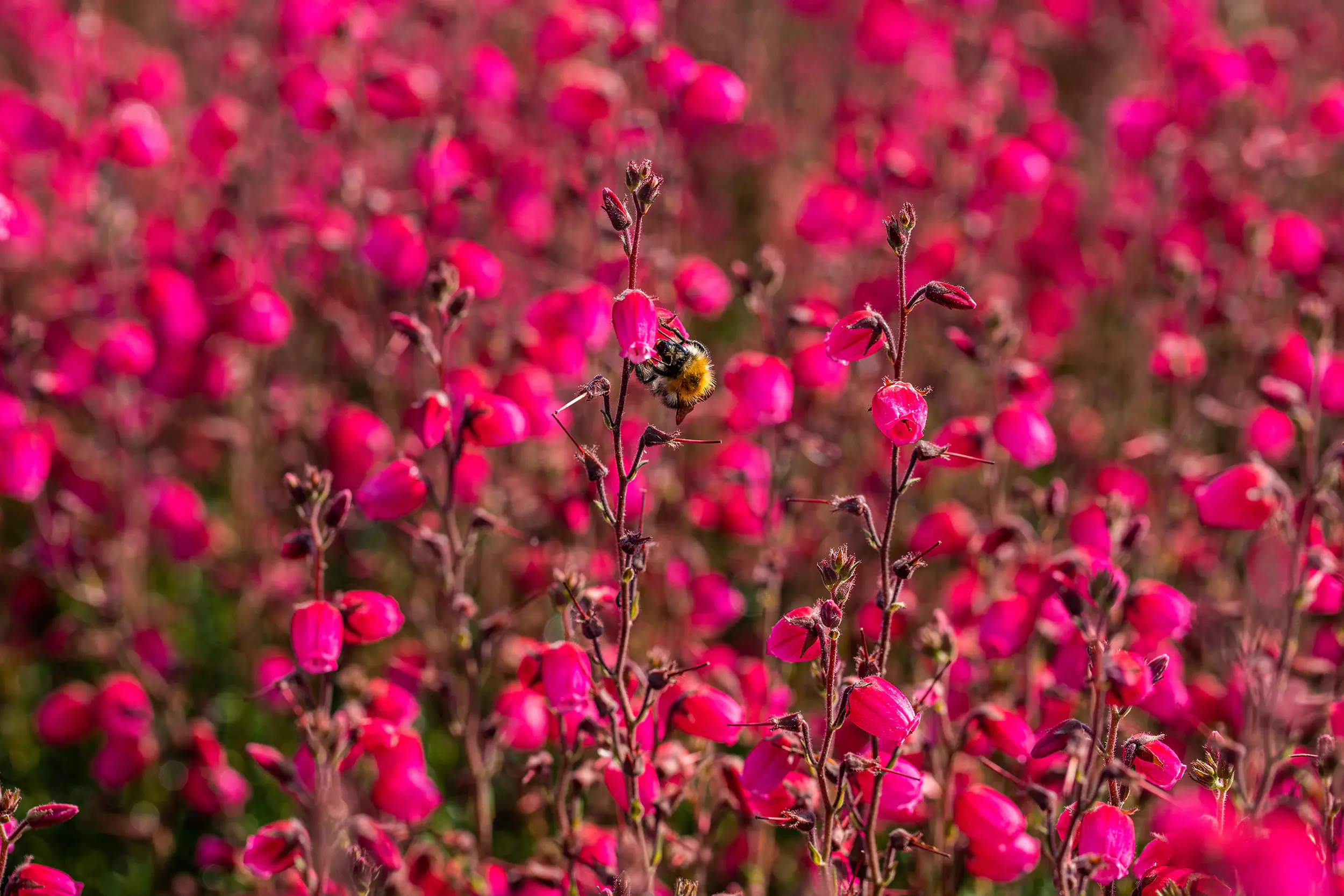 Daboecia cantabrica Irische Heide 11 cm Topf