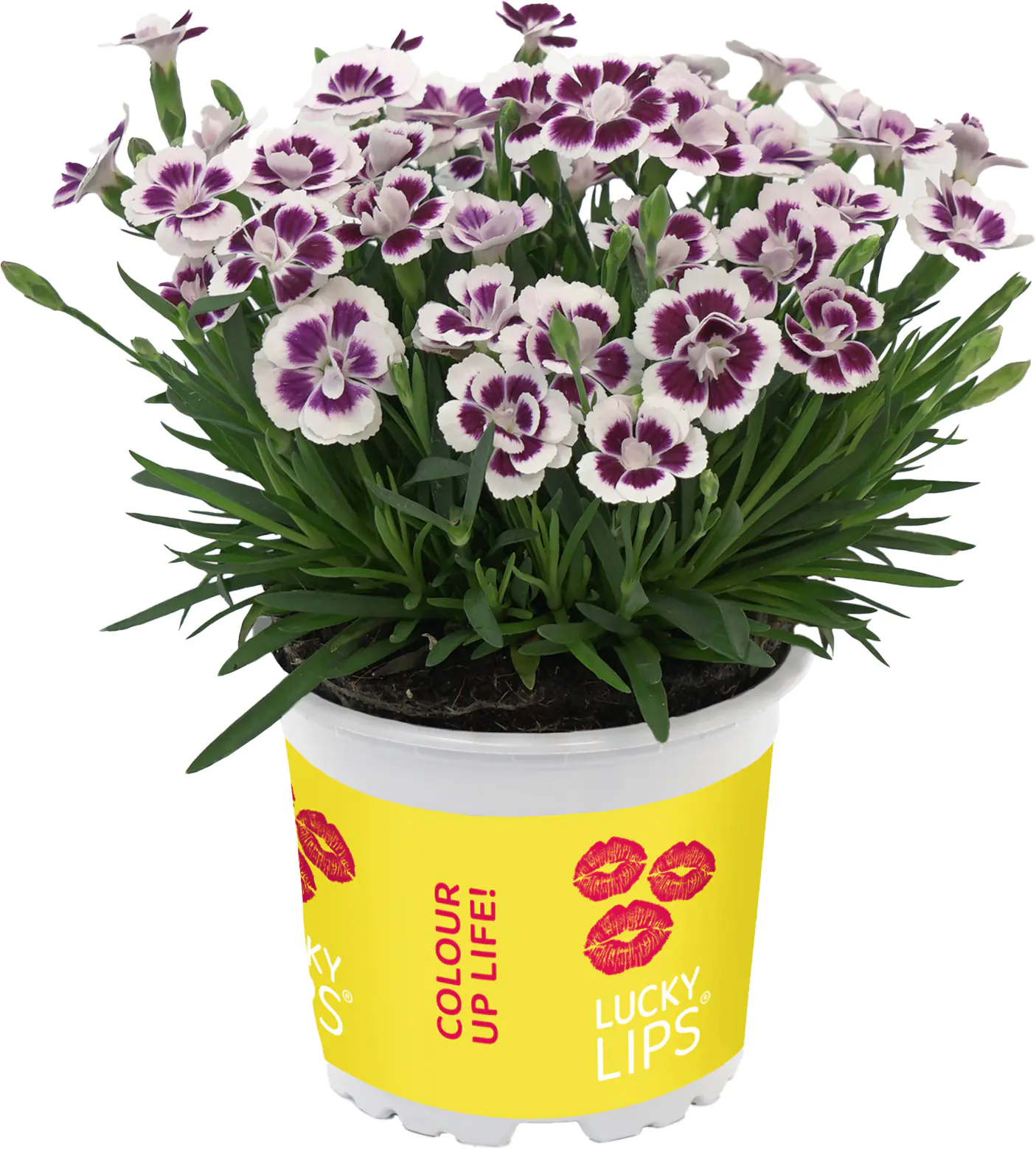 Dianthus Lucky Lips Nelke 17cm