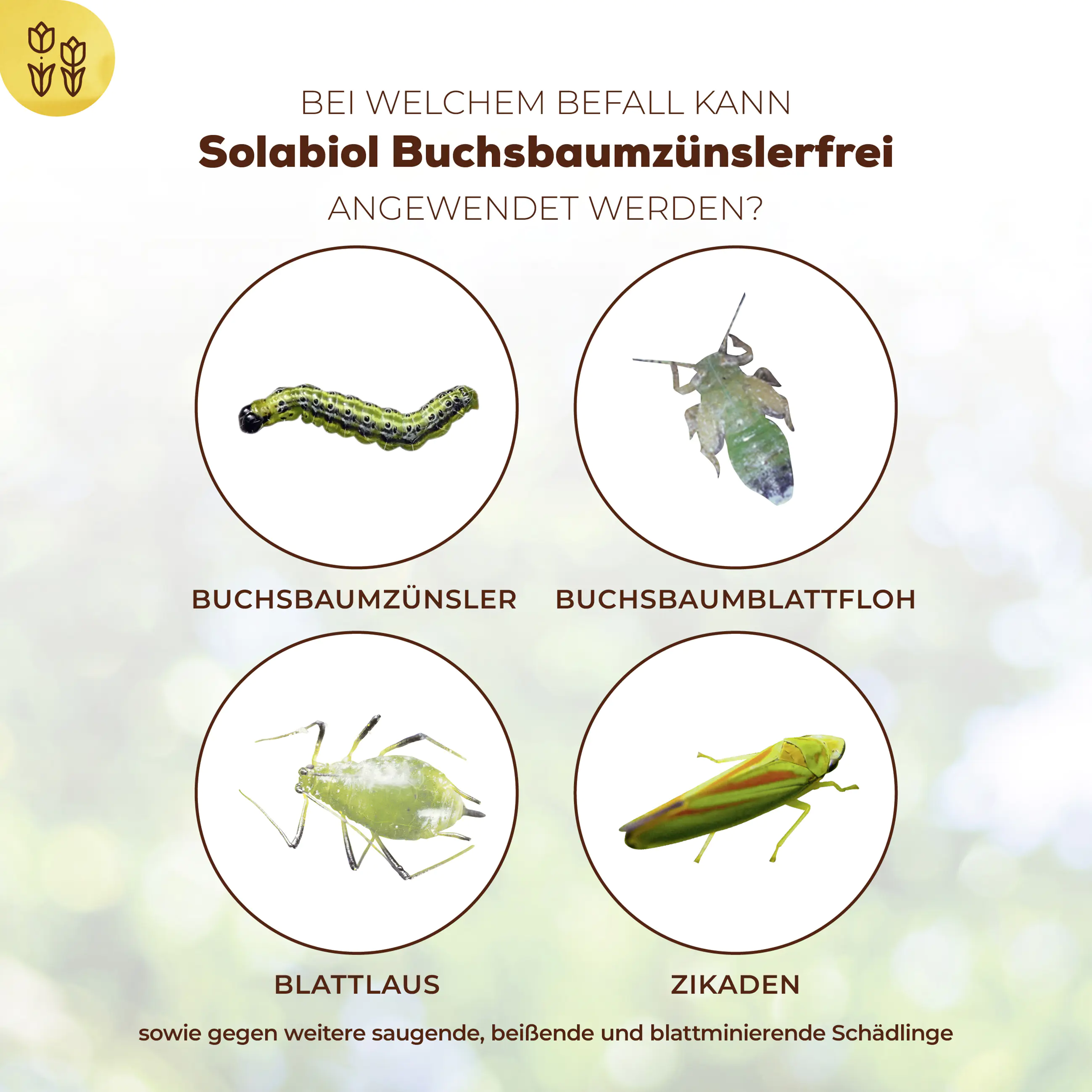 Solabiol Buchsbaumzünslerfrei 50 ml