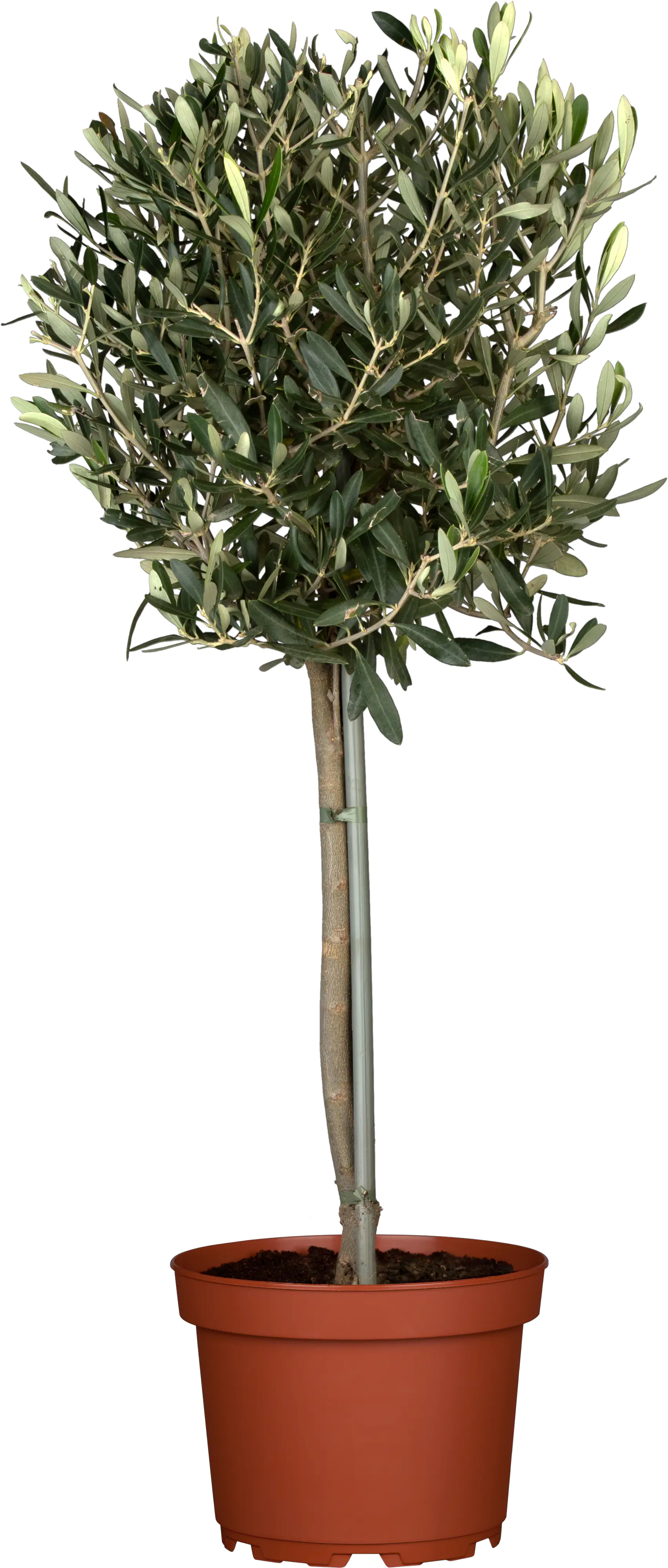 Olivenbaum Olea Europaea H ca 90 cm 21 cm Topf