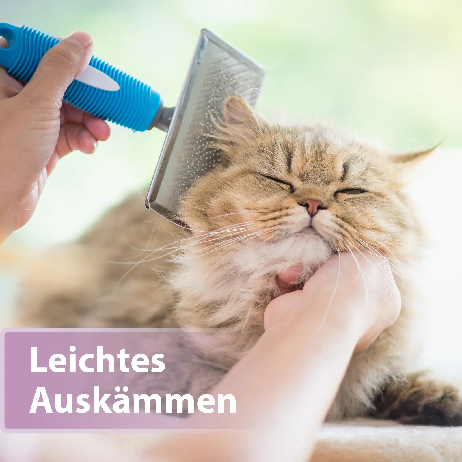 Felisept Fellpflegespray für Katzen 250 ml