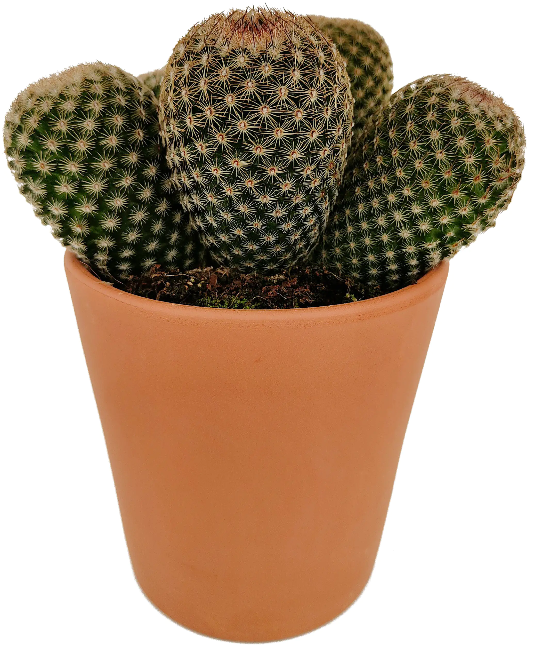 Kakteen Cactus in terracotta 11 cm Topf Kakteen Cactus in terracotta 11 cm Topf