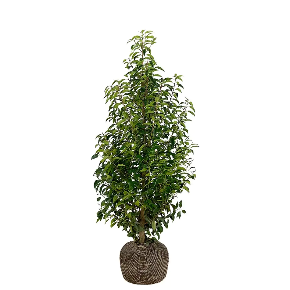 Portugiesische Kirschlorbeer Prunus ang. Lusitanica H 160 - 180 cm, 15 Stück