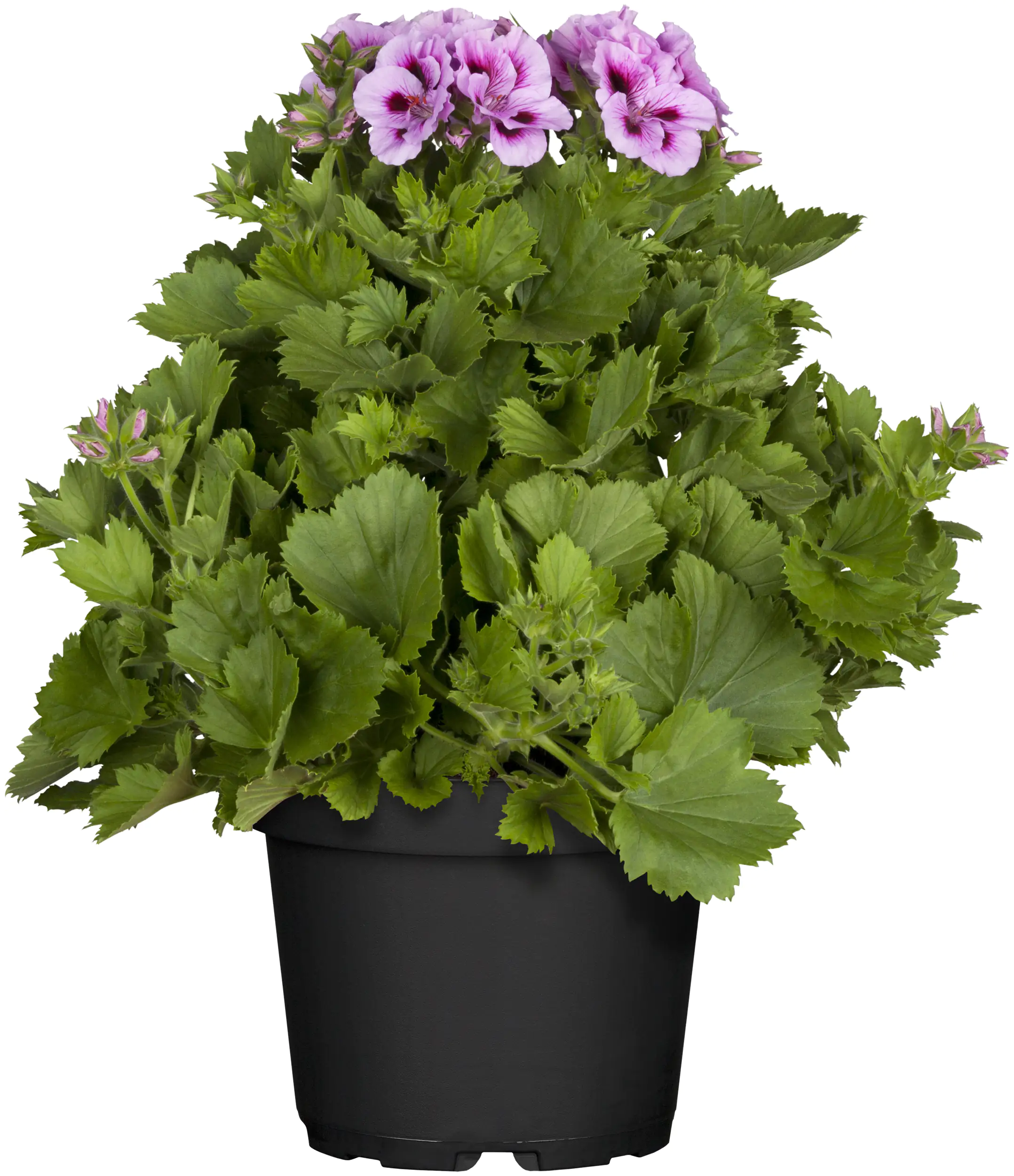 Edelgeranie Pelarganium Grandiflorum 12 cm Topf