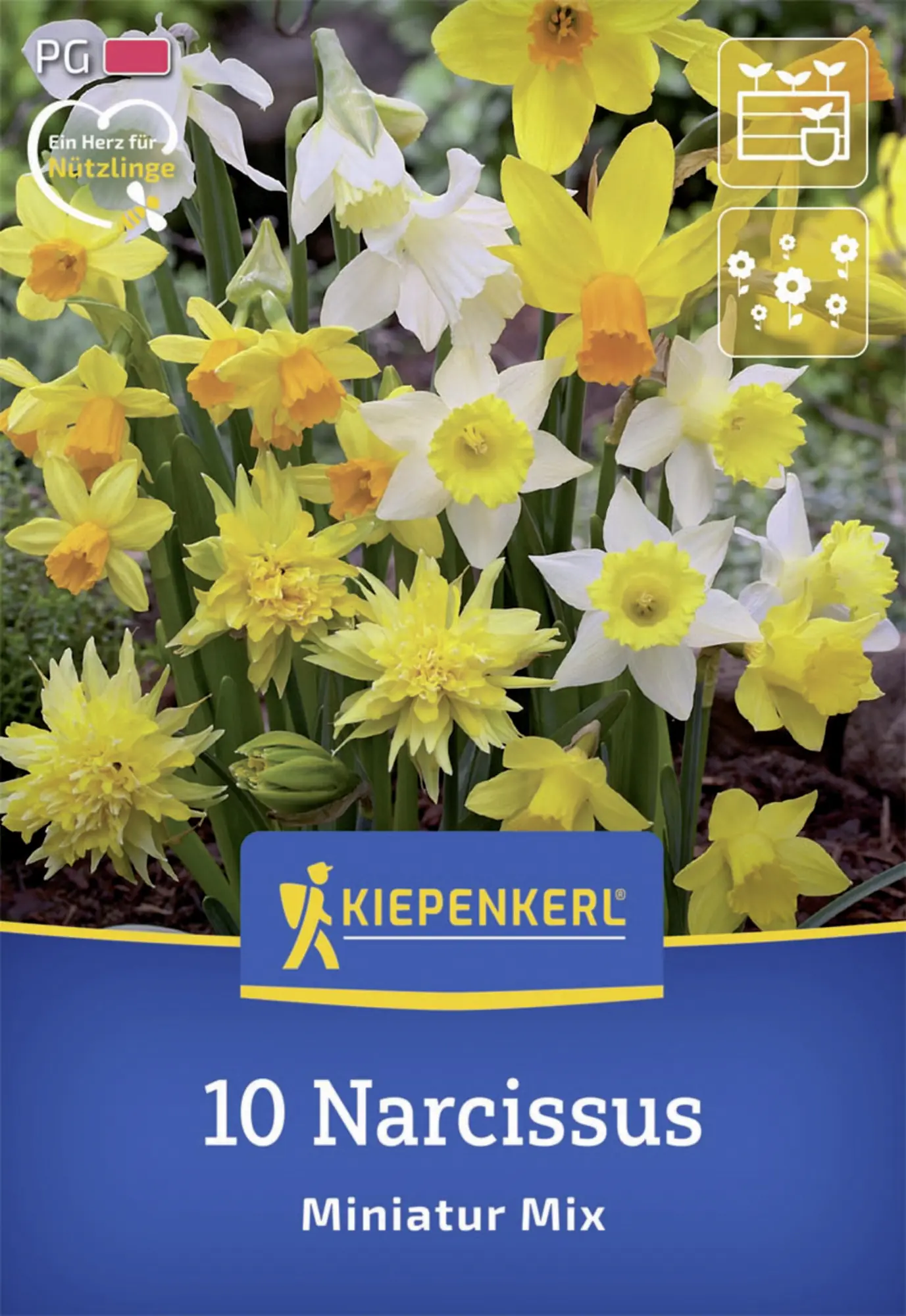 Kiepenkerl Herbstblumenzwiebel Miniatur-Narzissen Mischung 10 Stück