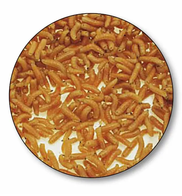 Dresdner Angelköder Pinkie-Maden 0,5 L Tüte