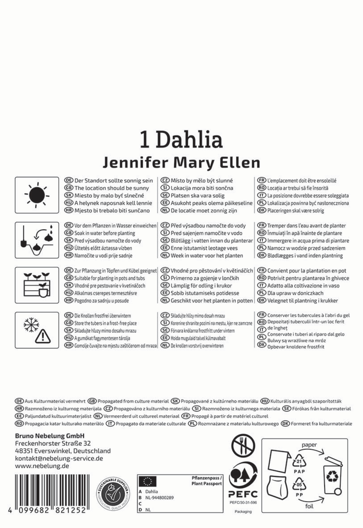 Kiepenkerl Frühjahrsblumenzwiebel Dekorative Dahlie Jennifer Mary Ellen 1 Stück