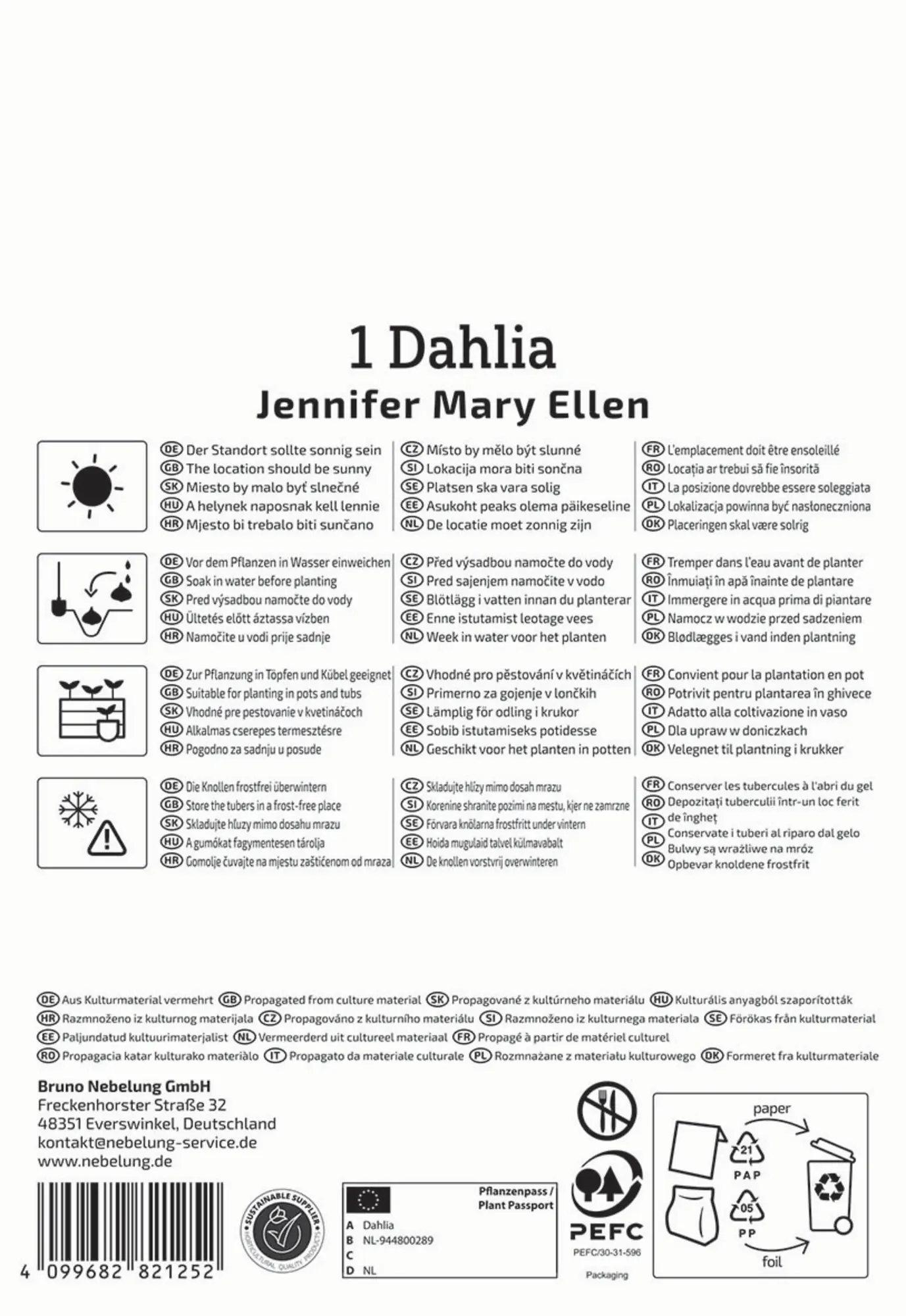 Kiepenkerl Frühjahrsblumenzwiebel Dekorative Dahlie Jennifer Mary Ellen 1 Stück