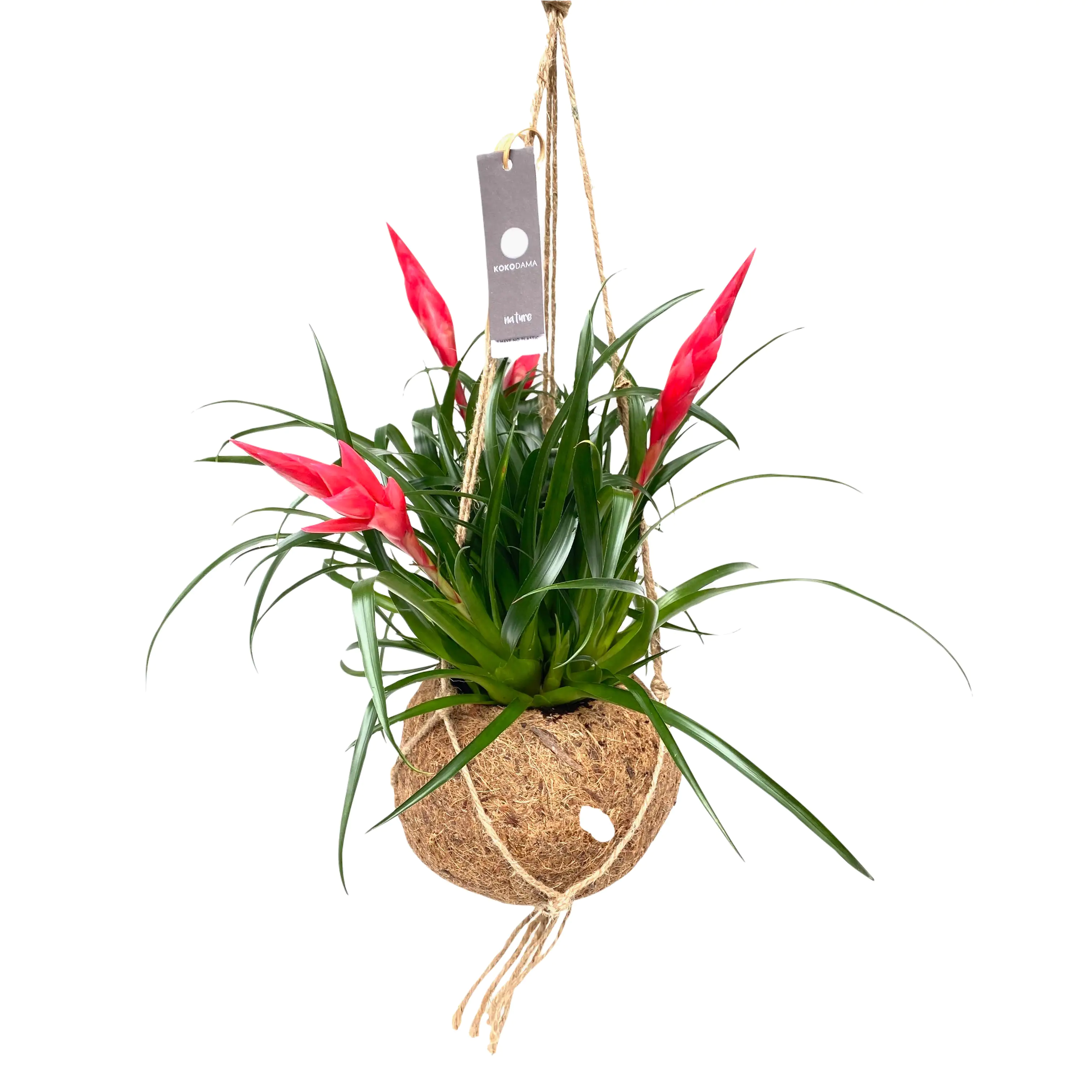 Kokodama Ampel Vriesea Astrid H ca. 25 cm 15 cm Topf 