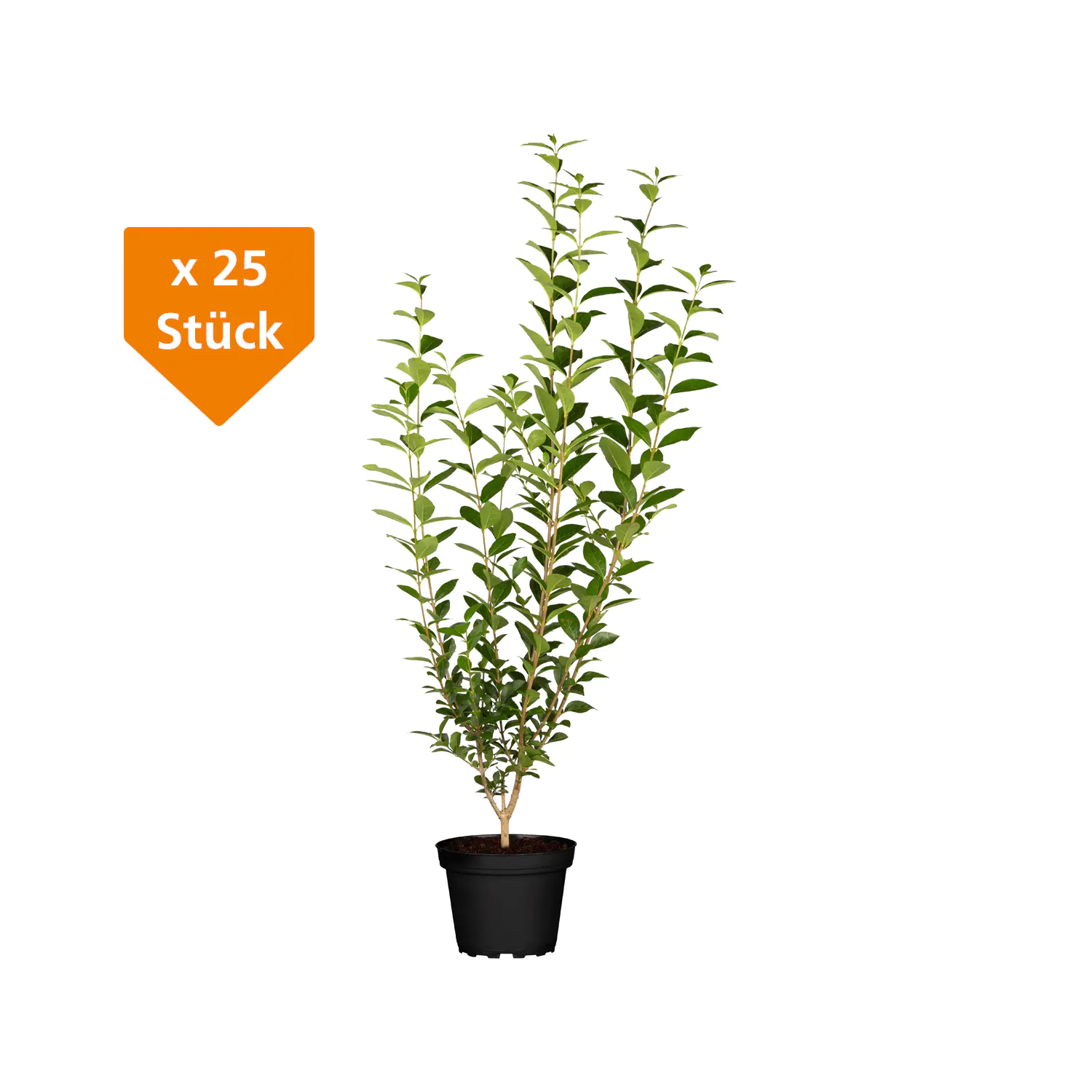 Immergrüner Liguster Ligustrum vulgare atrovirens H 150 - 175 cm, 25 Stück