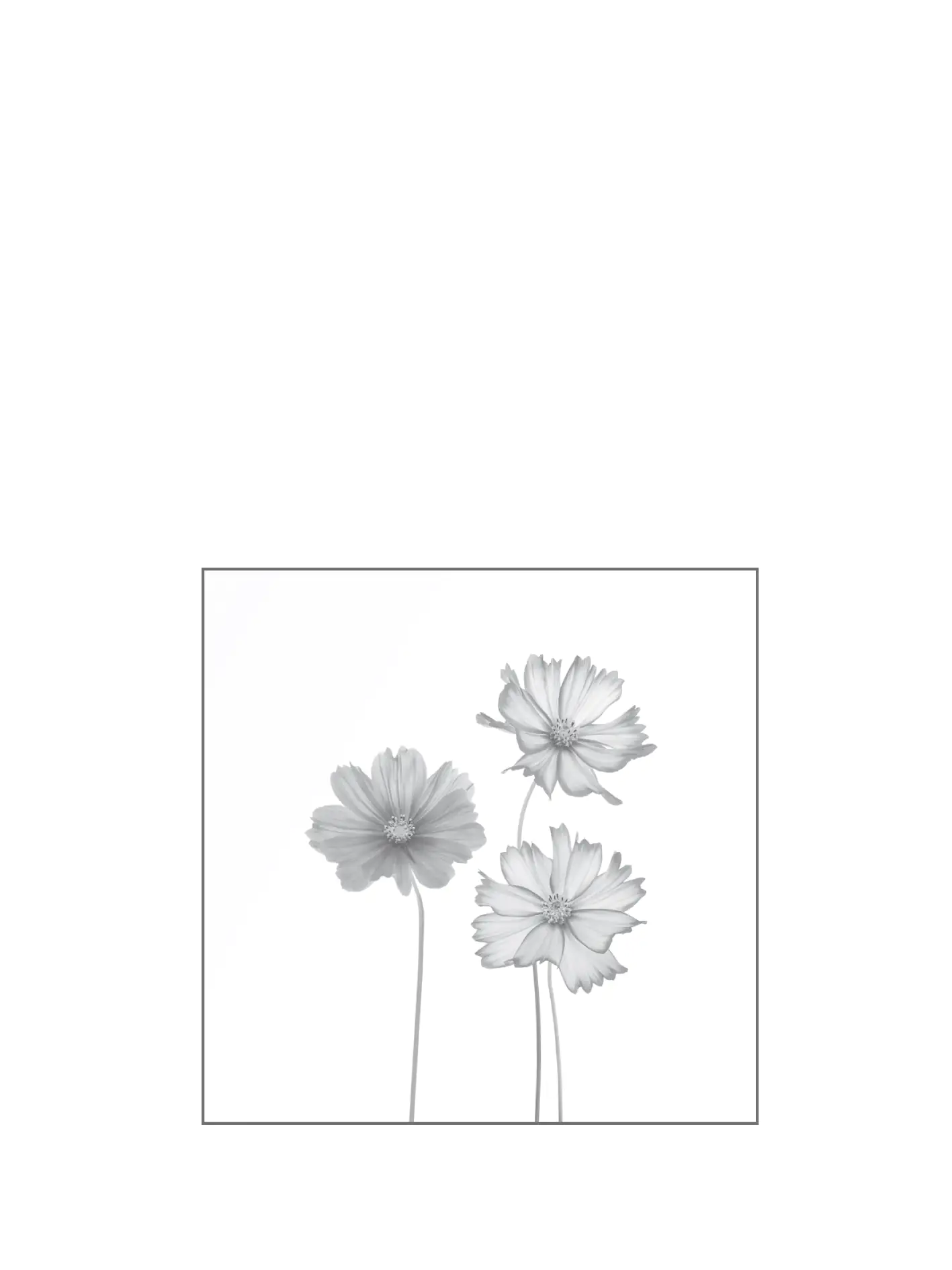 4250189693036_2 Ambiente Glaszaun Dekor 93 120 x 120 cm gehärtetes 8 mm Glas