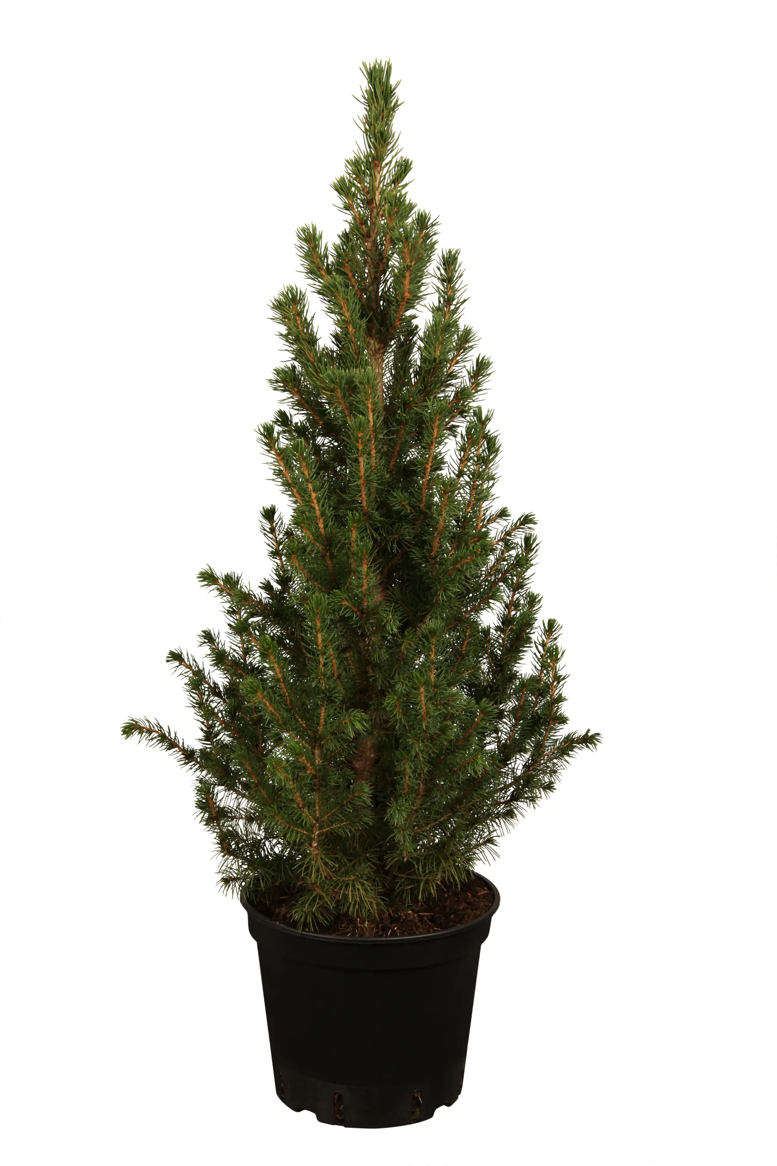 Zuckerhutfichte im Topf gewachsen 21 cm Topf, 60-70 cm hoch Zuckerhutfichte im Topf gewachsen 21 cm Topf, 60-70 cm hoch