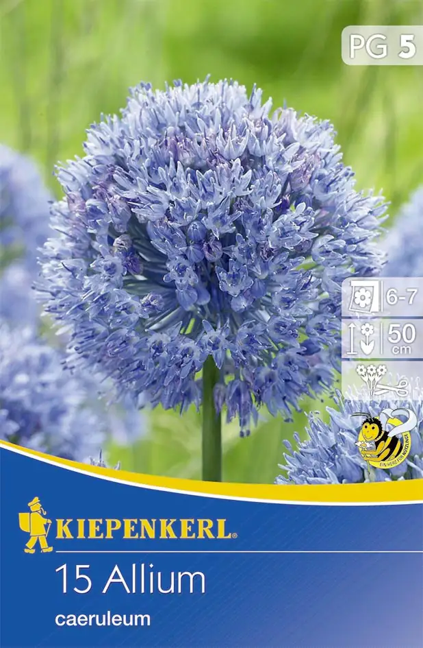 Kiepenkerl Blumenzwiebel Allium caeruleum Allium caeruleum, Inhalt: 15 Stück
