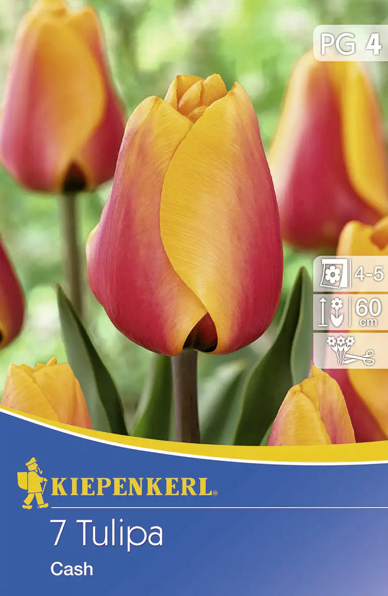 Kiepenkerl Blumenzwiebeln Tulipa Cash Inhalt: 7 Stück